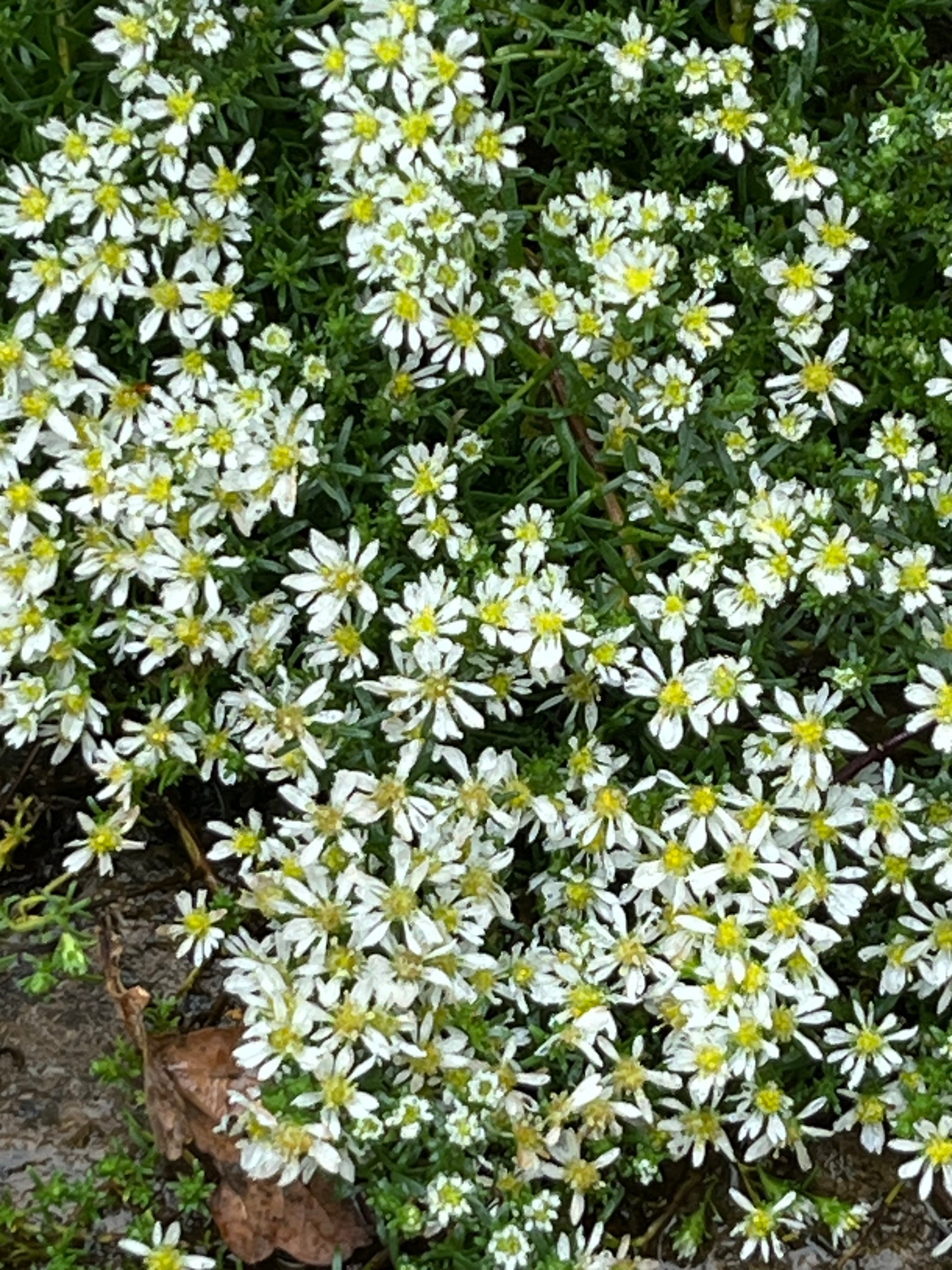 Symphyotrichum ericoides f. prostratum ‘Snow Flurry’ AGM
