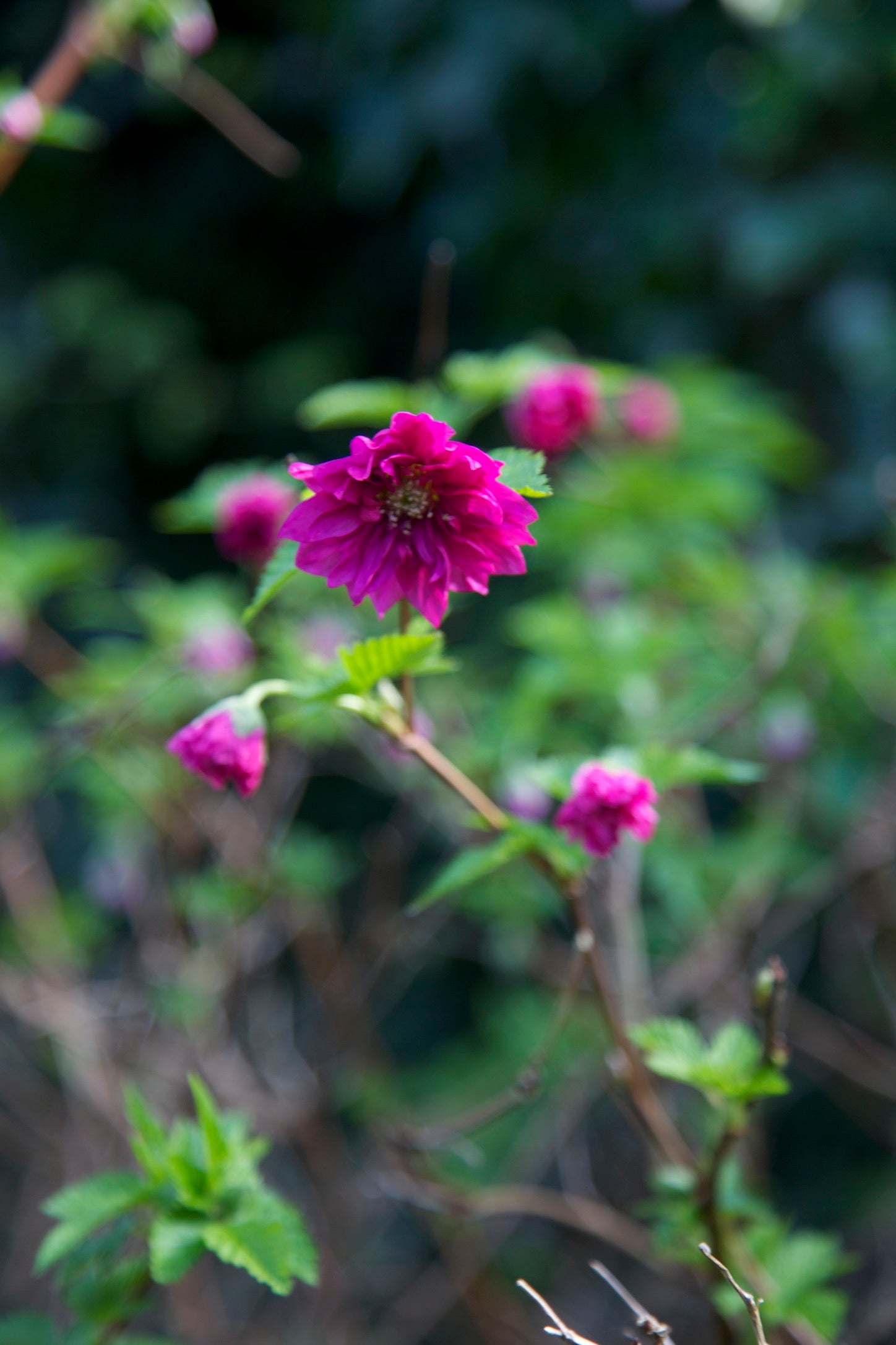 Rubus spectabilis ‘Olympic Double’