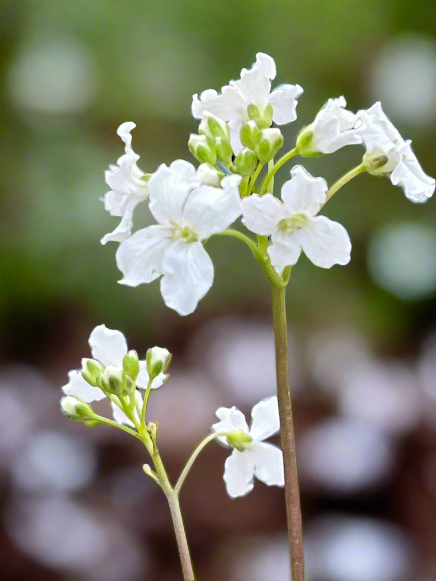 Cardamine trifolia