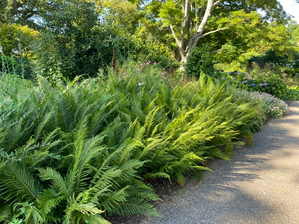 Polystichum setiferum &#39;Pulcherrimum Bevis&#39;