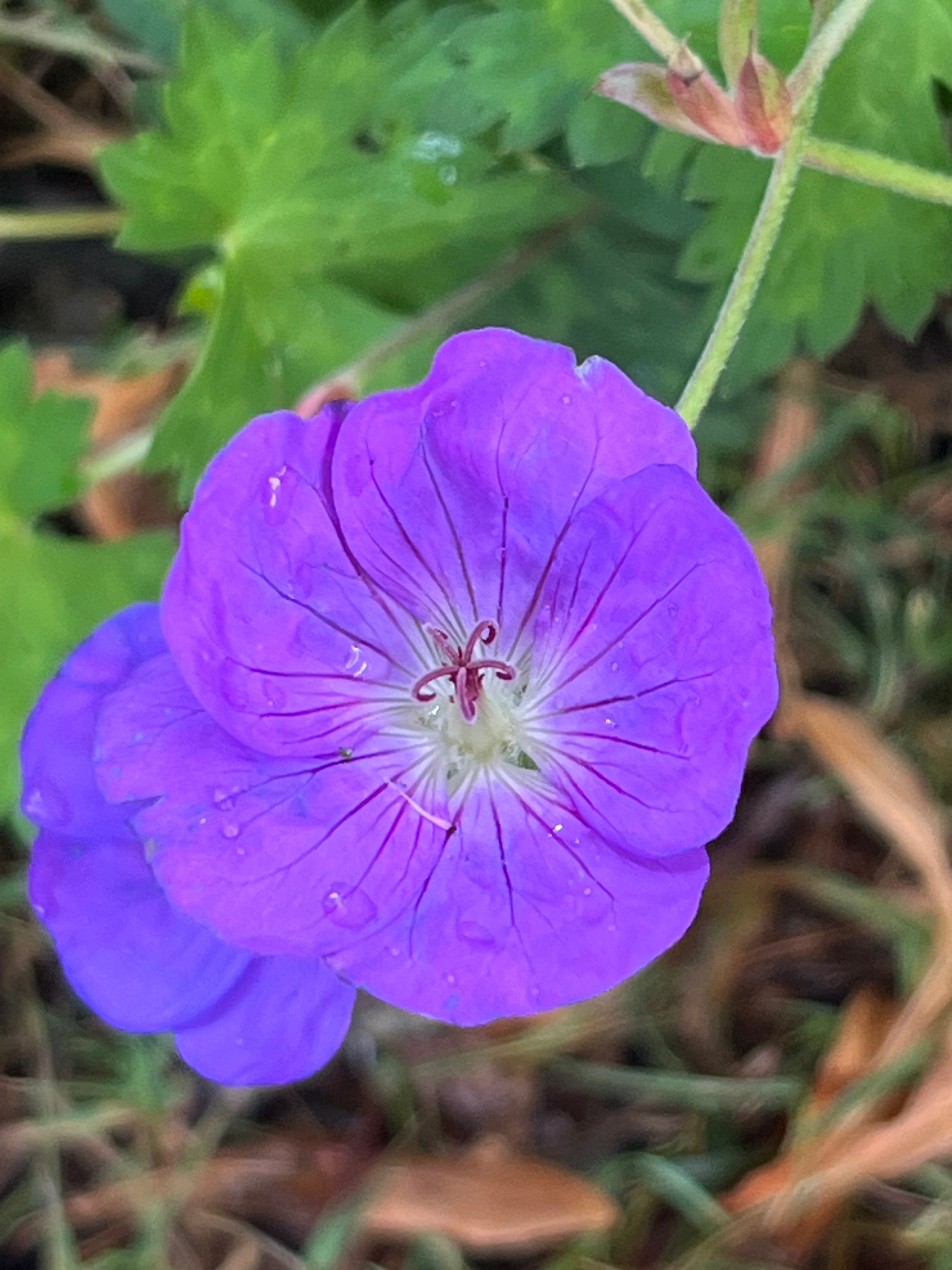 Geranium 'Rozanne' AGM