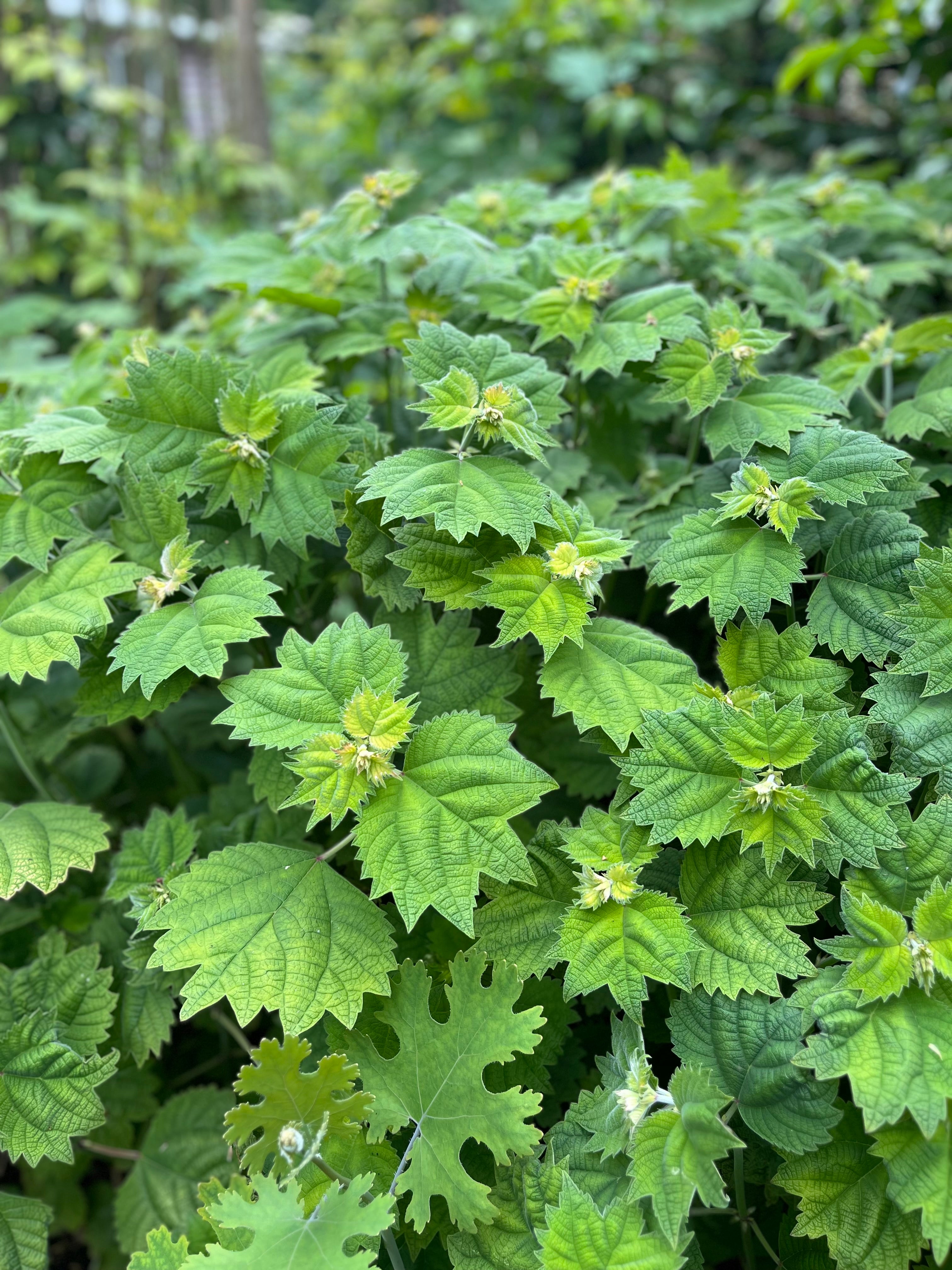 Boehmeria platanifolia