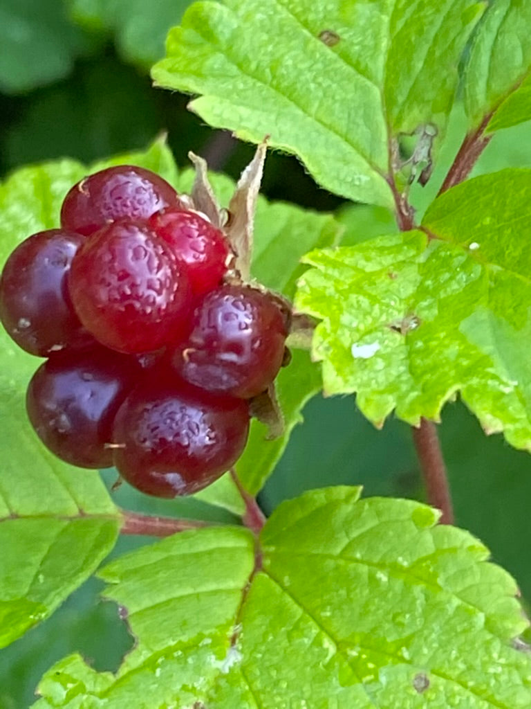 Rubus arcticus 'Mespi'