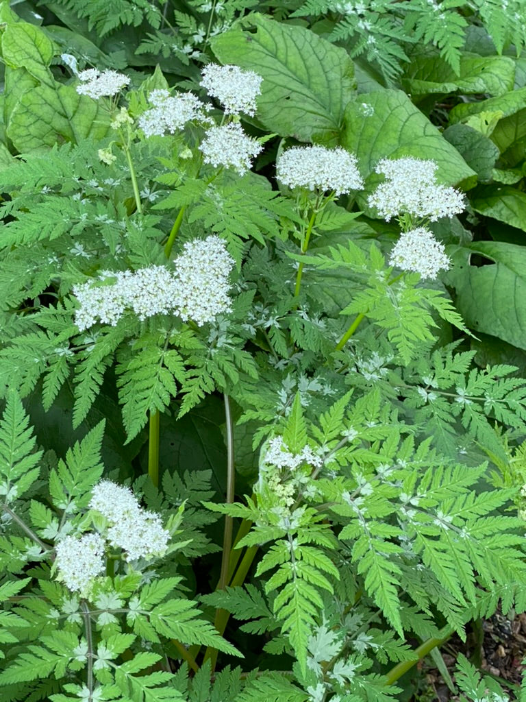 Myrrhis odorata 'Forncett Chevron'