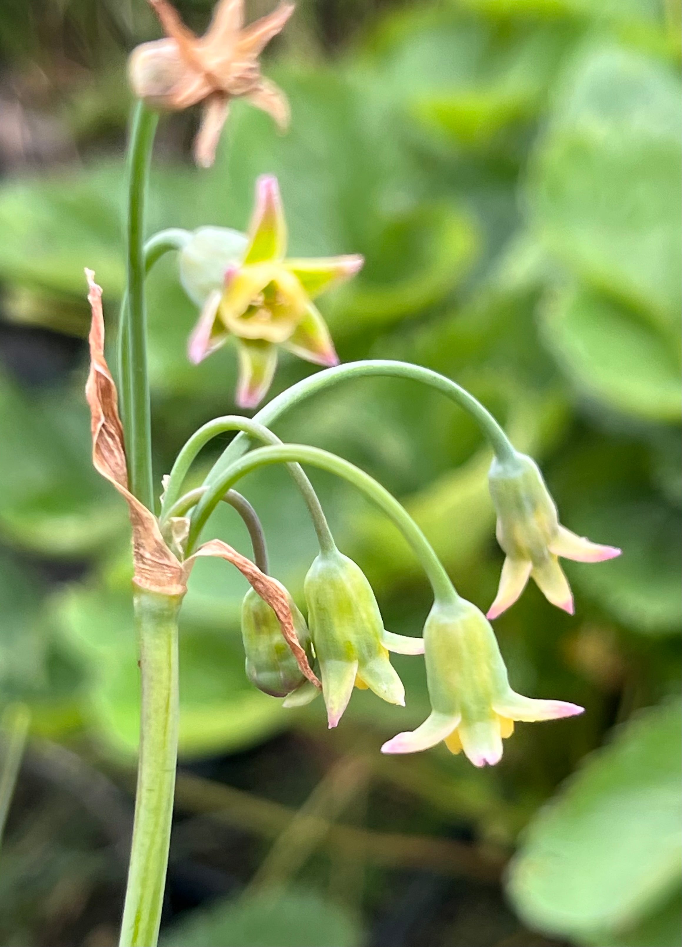 Tulbaghia aff. cernua CDR 199