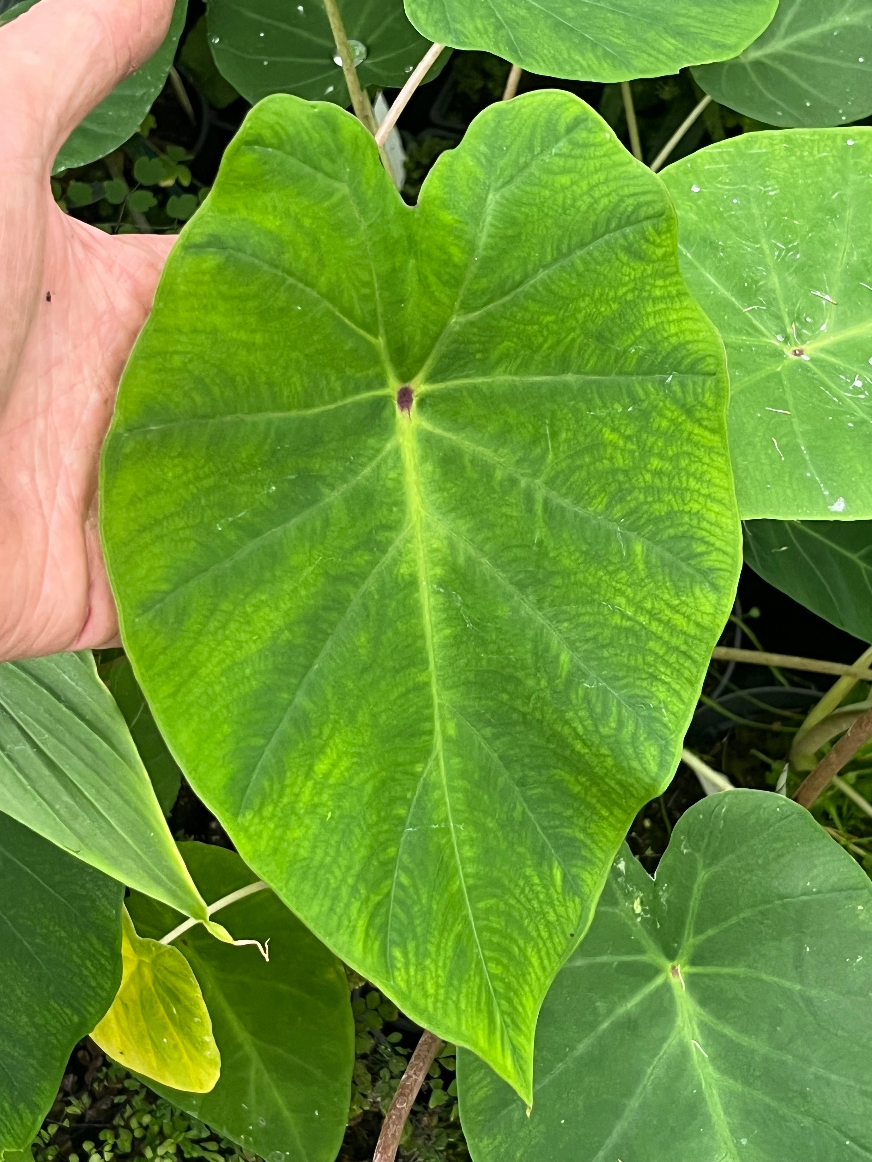 Colocasia esculenta 'Pink China'
