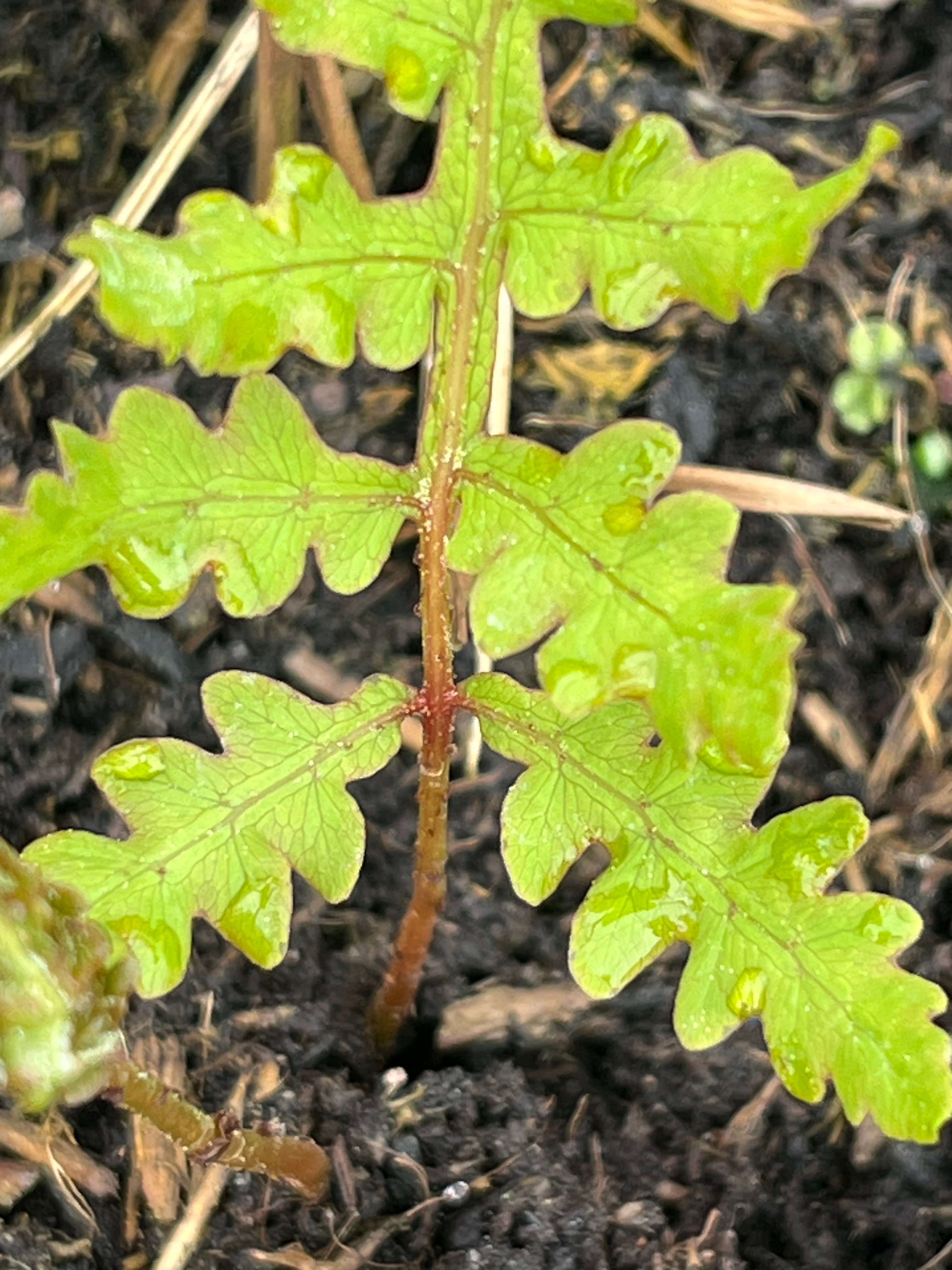 Onoclea sensibilis 'Hortvs Undulata'