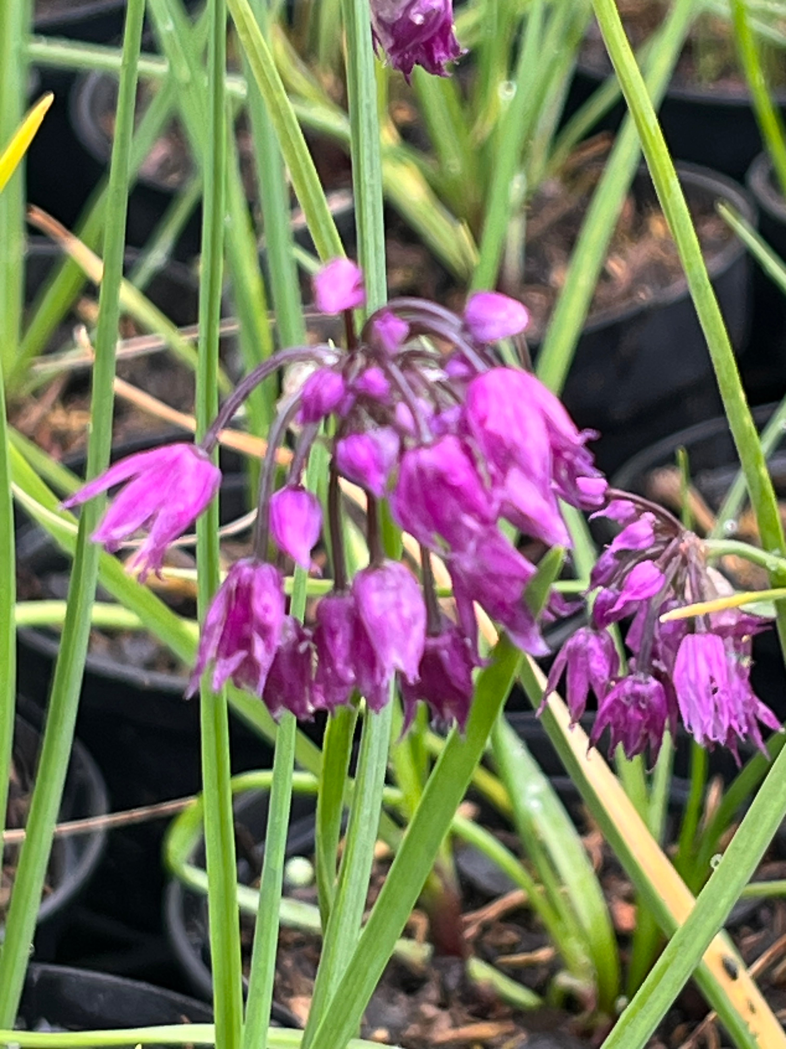 Allium cyathophorum var. farreri