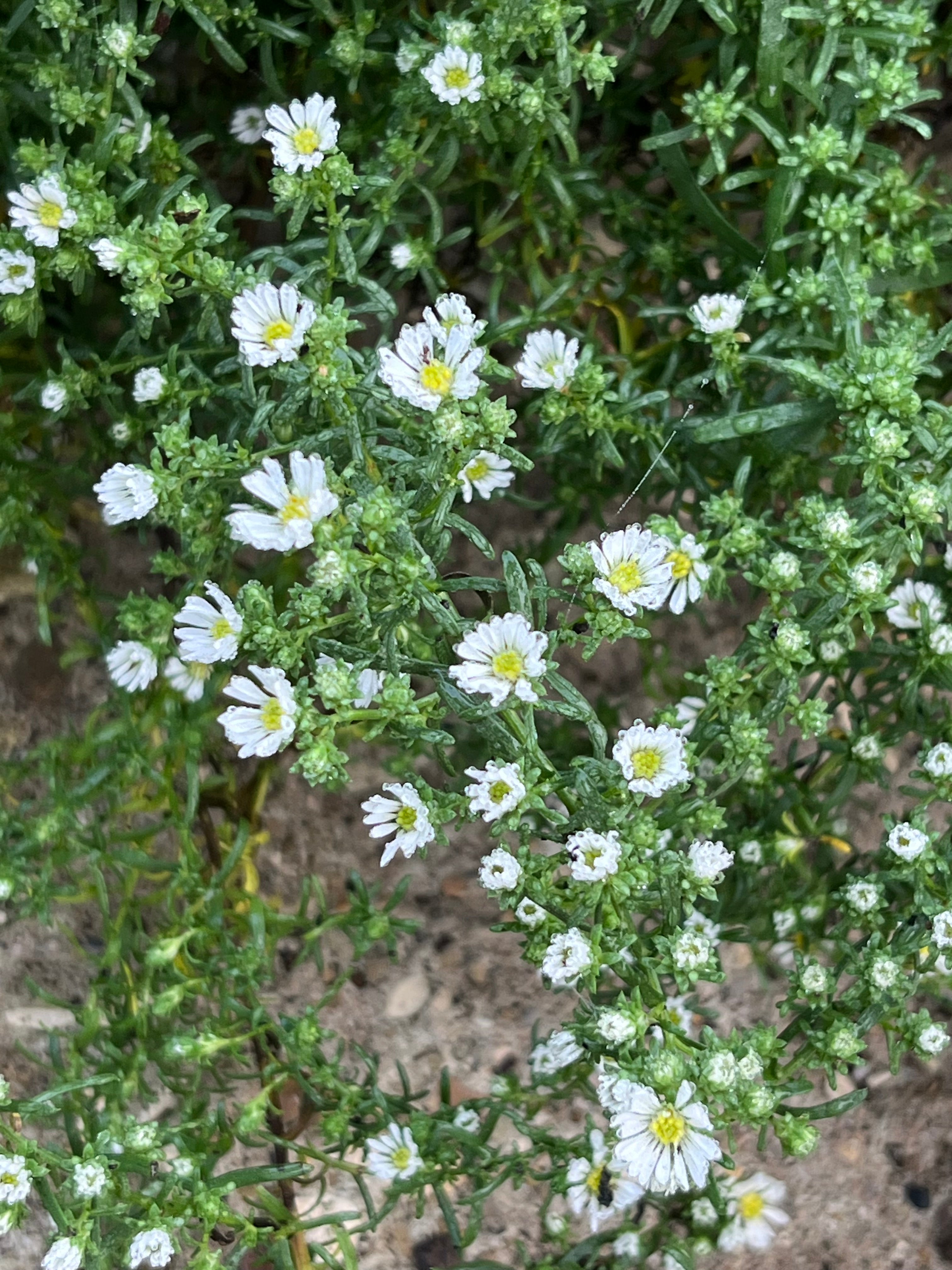 Symphyotrichum ericoides f. prostratum ‘Snow Flurry’ AGM