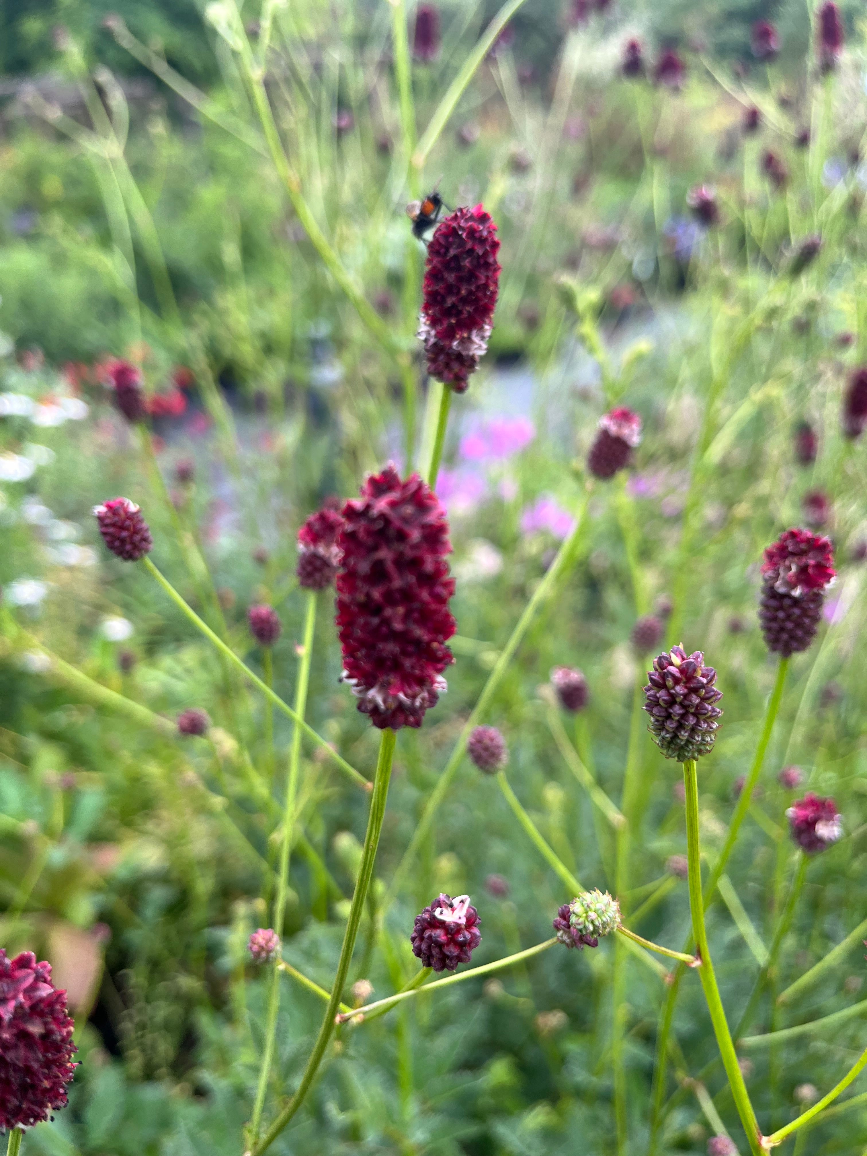 Sanguisorba officinalis ‘Red Thunder’