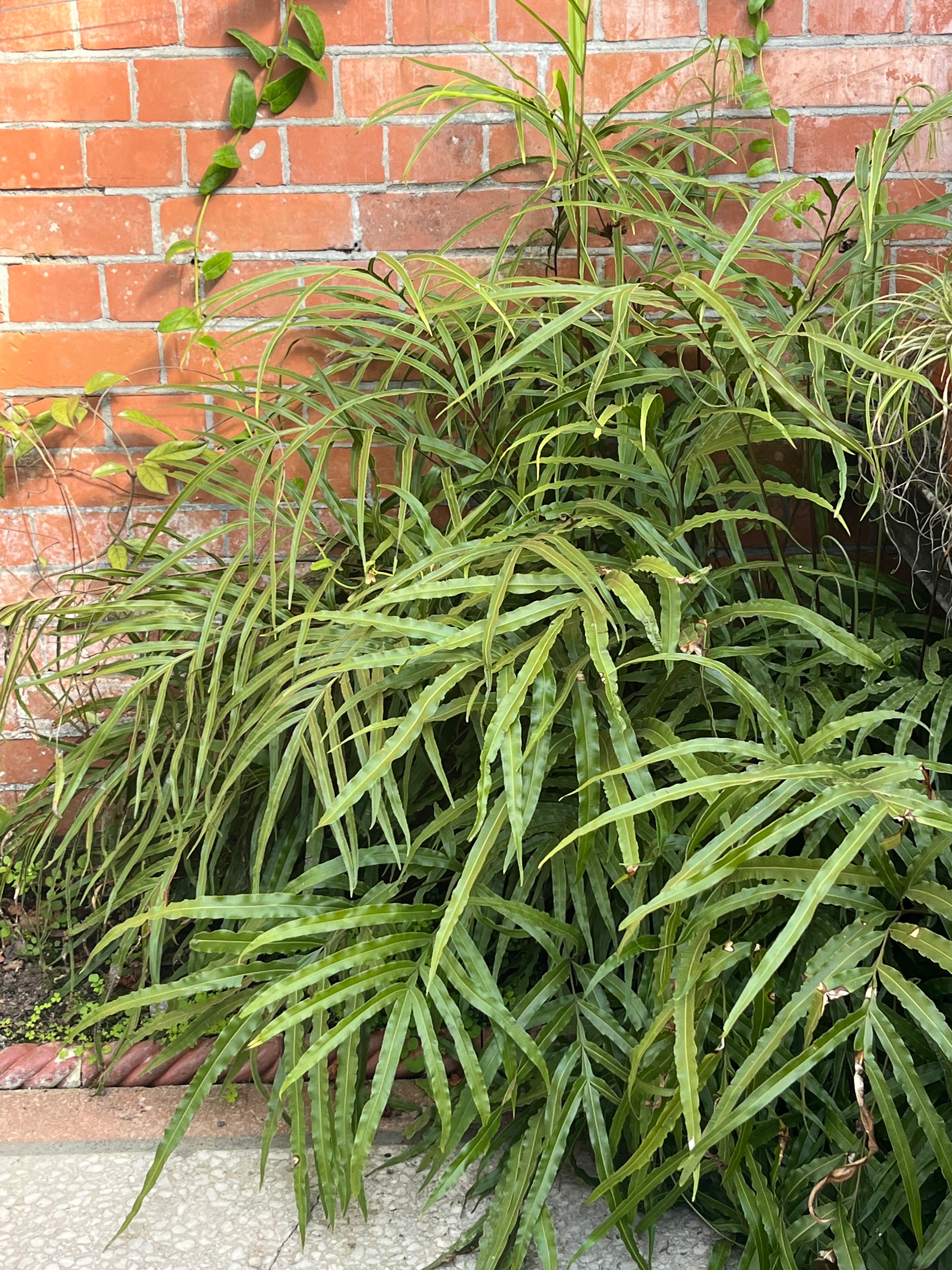 Pteris umbrosa