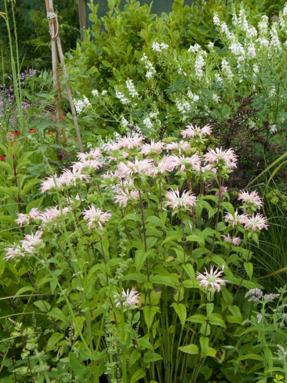 Monarda ‘Fishes’