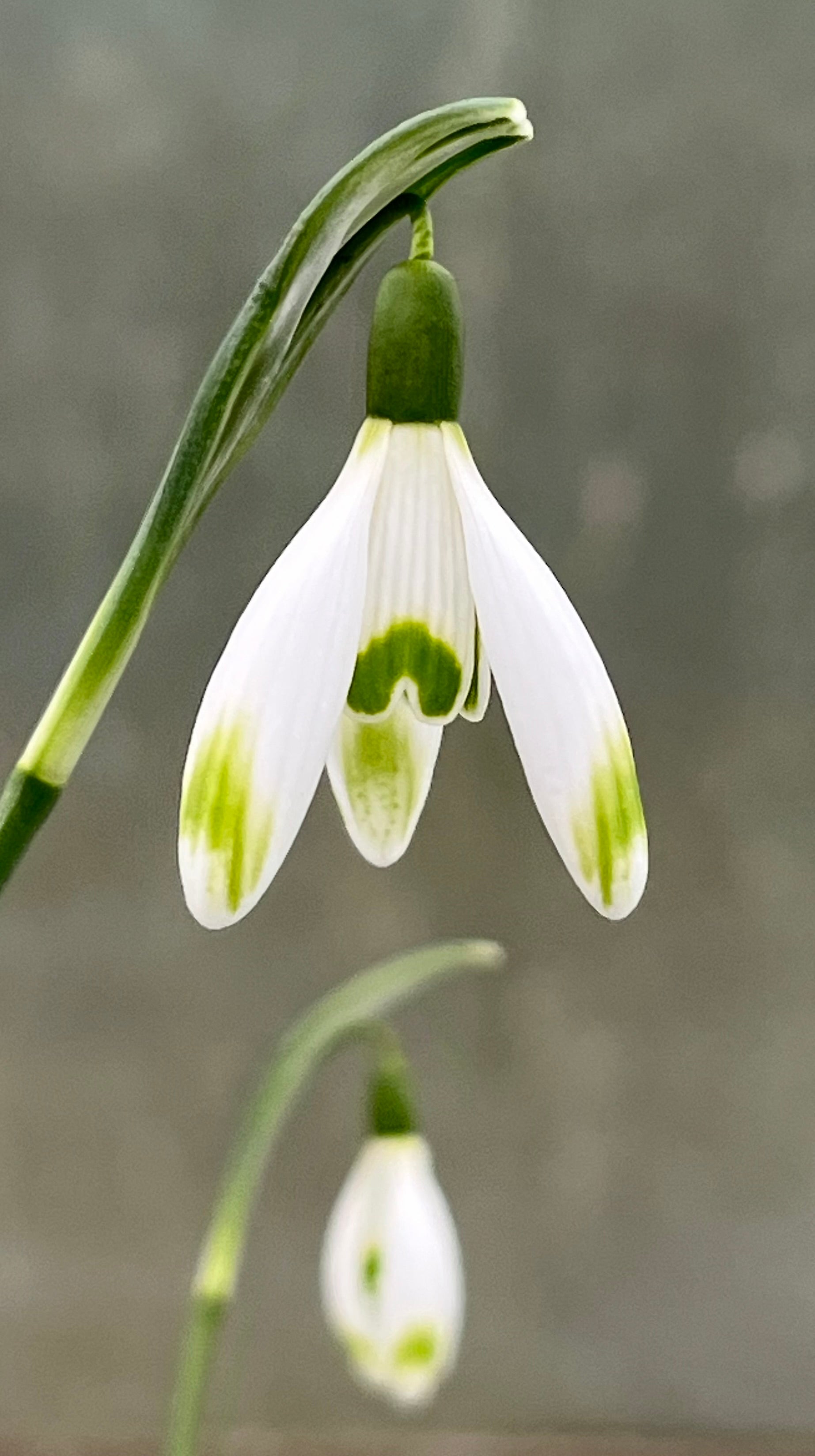 Galanthus ‘Yarnton'