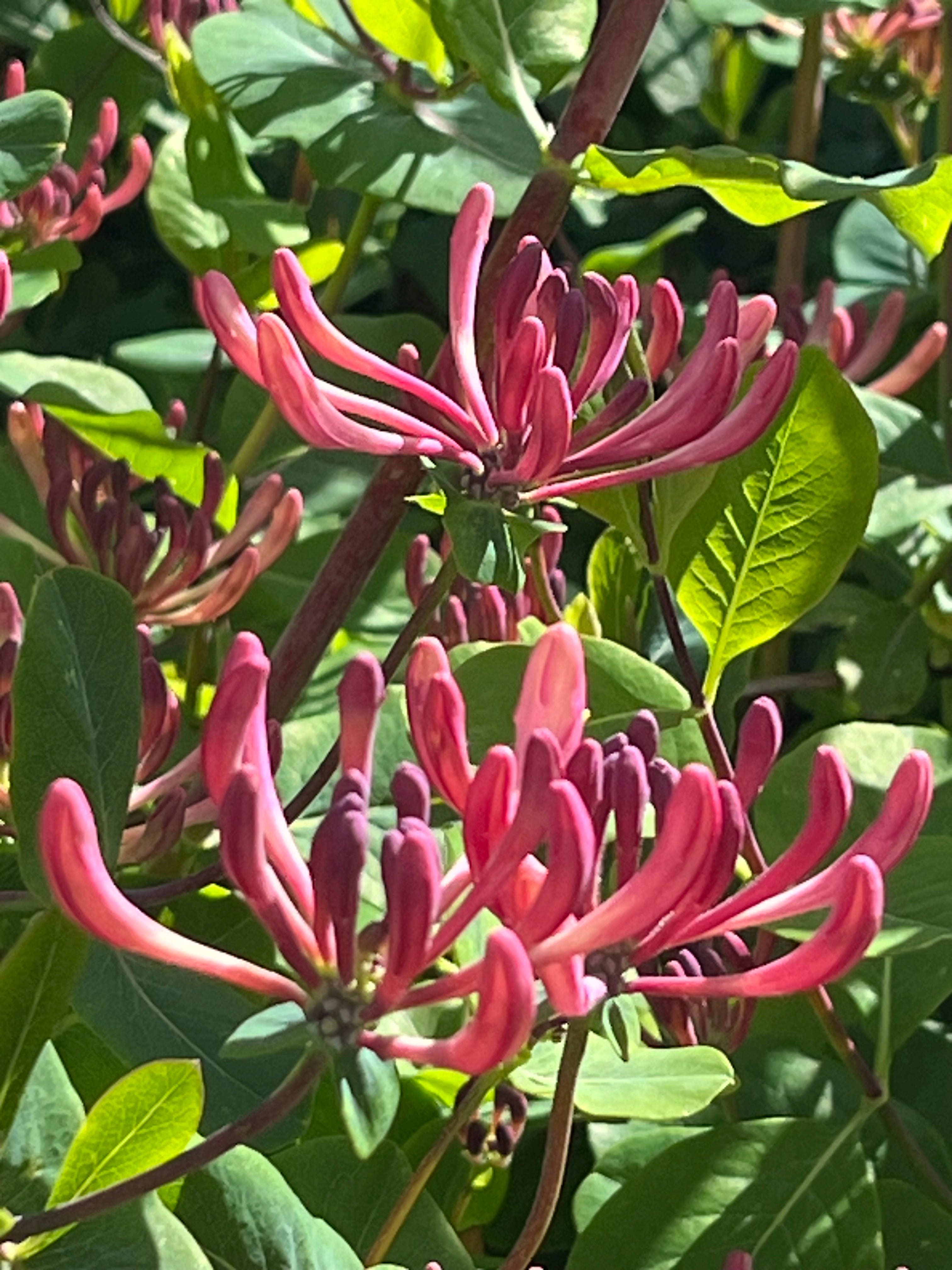 Lonicera x americana