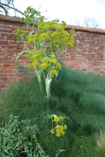 Ferula communis