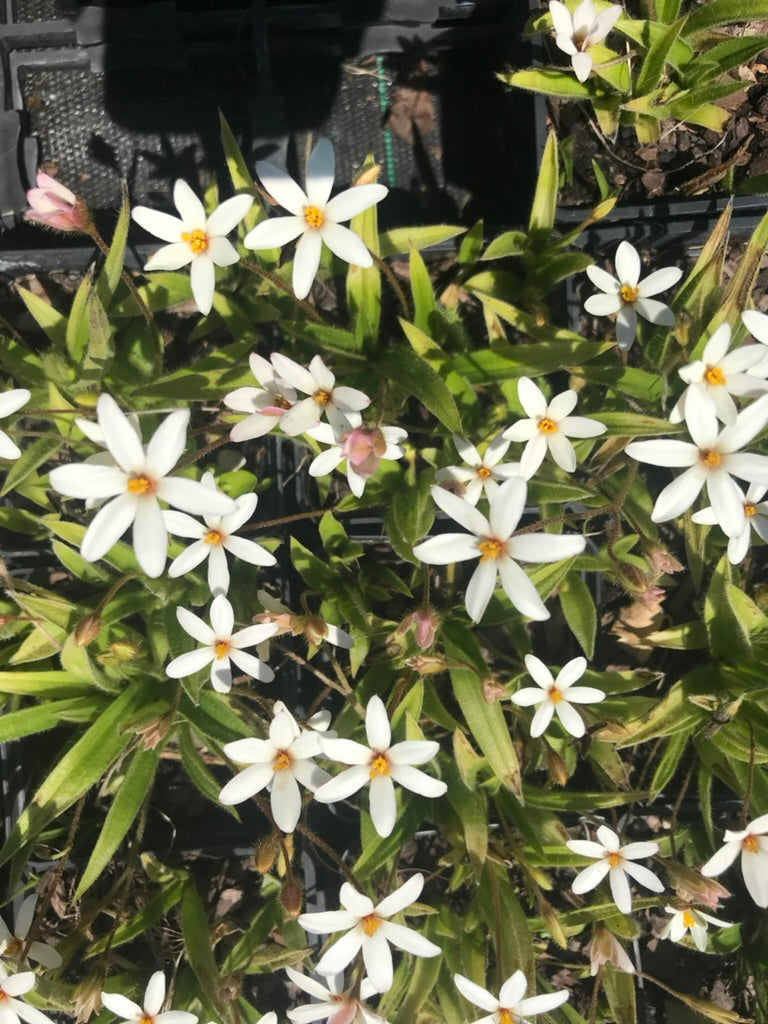 x Rhodoxis 'Hebron Farm White'
