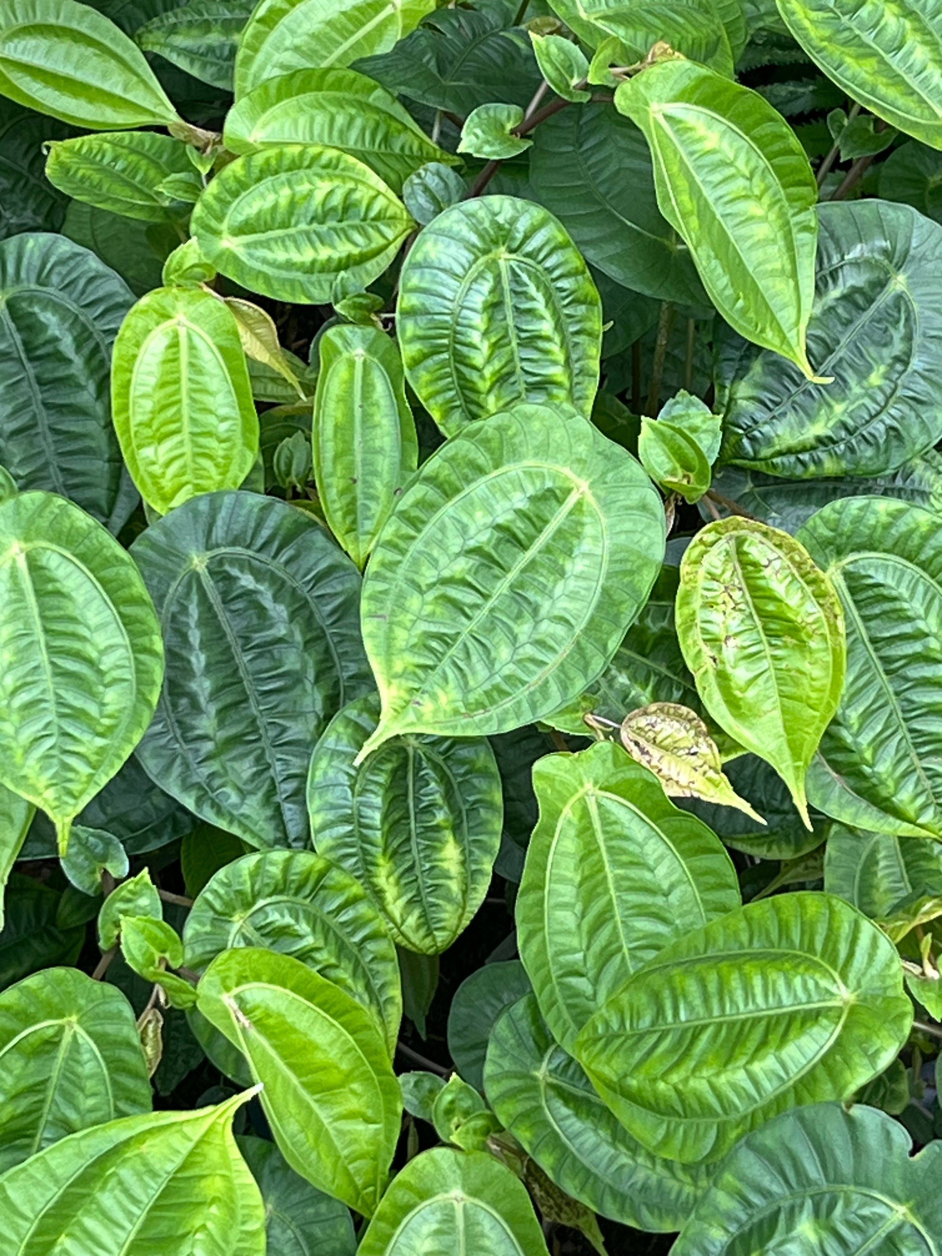 Pilea insolens