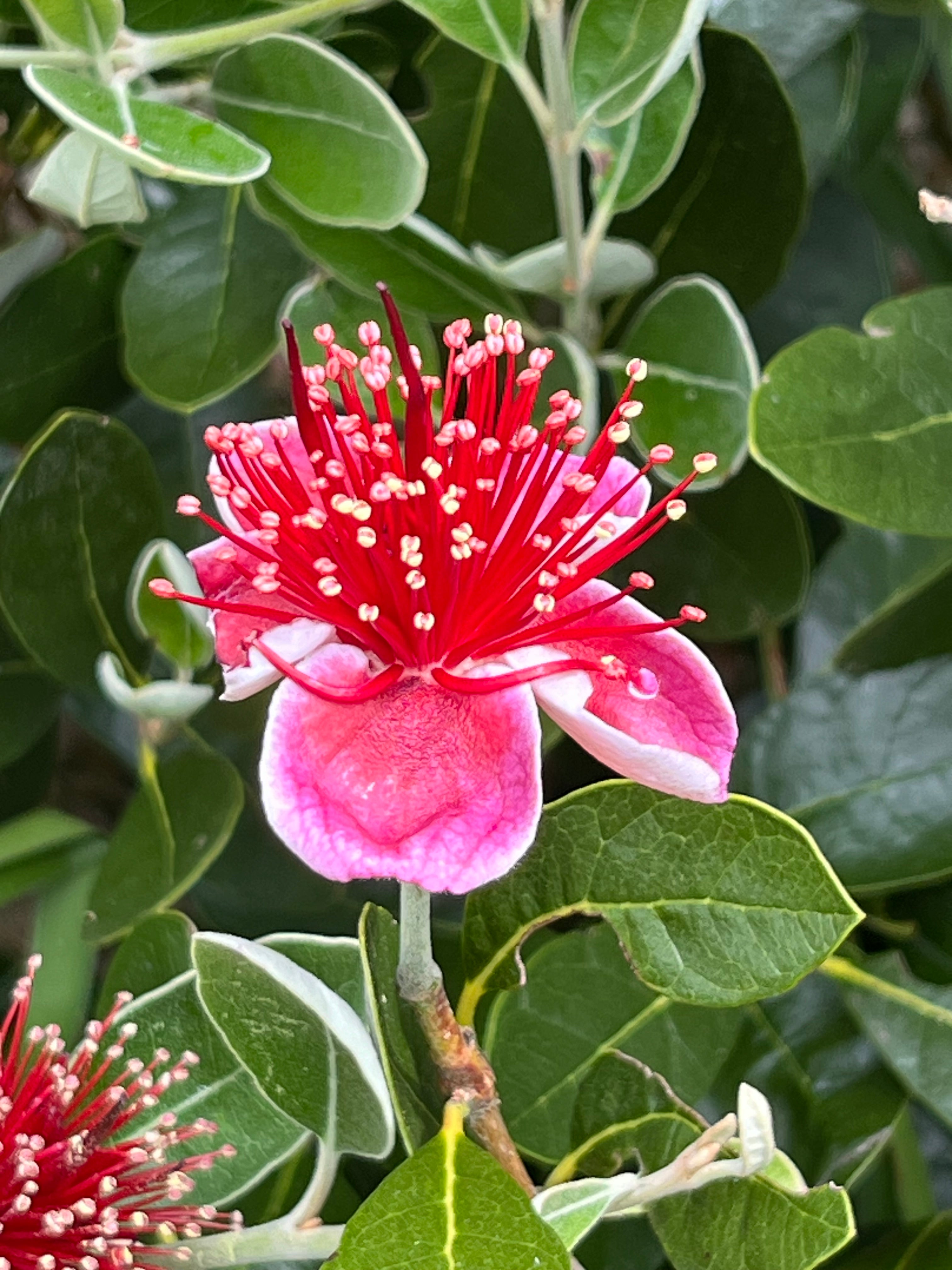 Acca sellowiana 'Nikita'