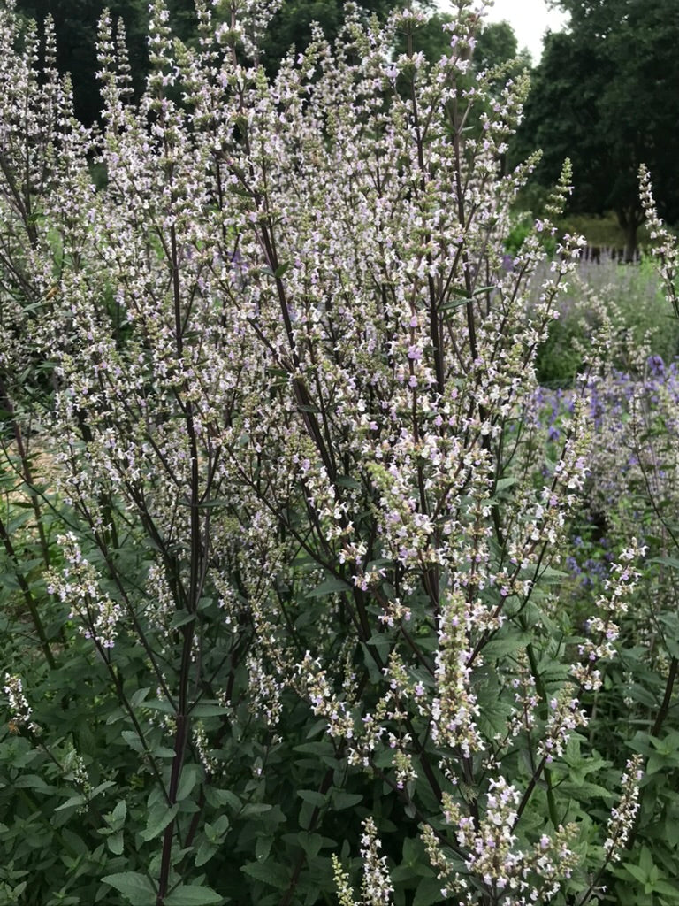 Nepeta nuda &#39;Romany Dusk&#39; AGM