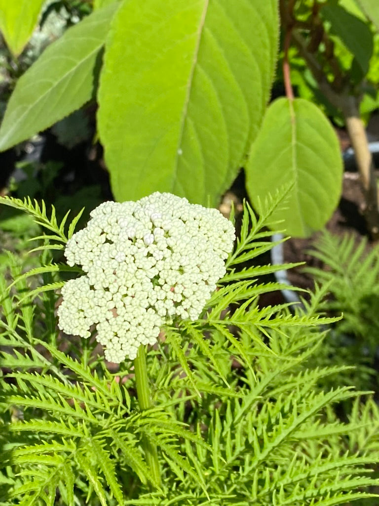 Sambucus ebulus var. deborensis