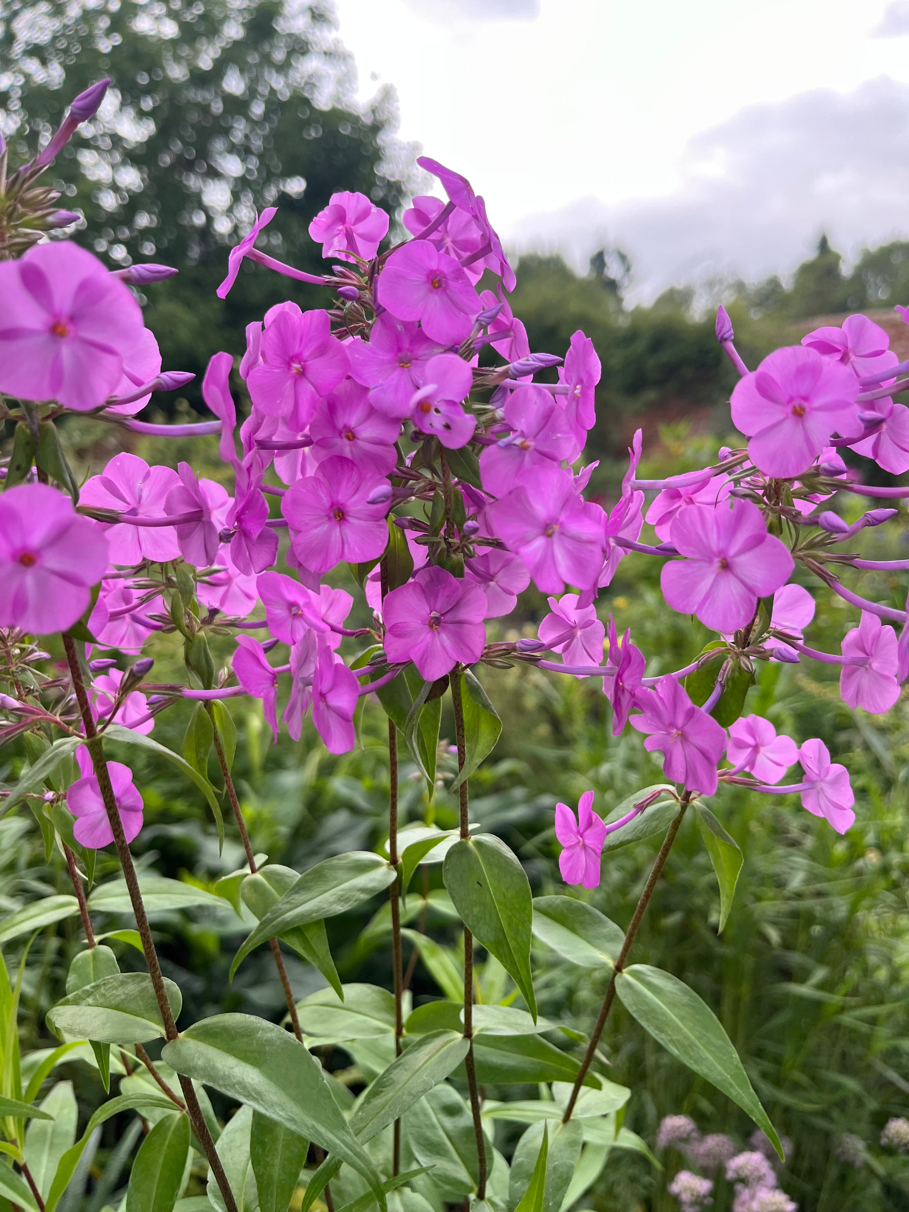 Phlox maculata 'Alpha'