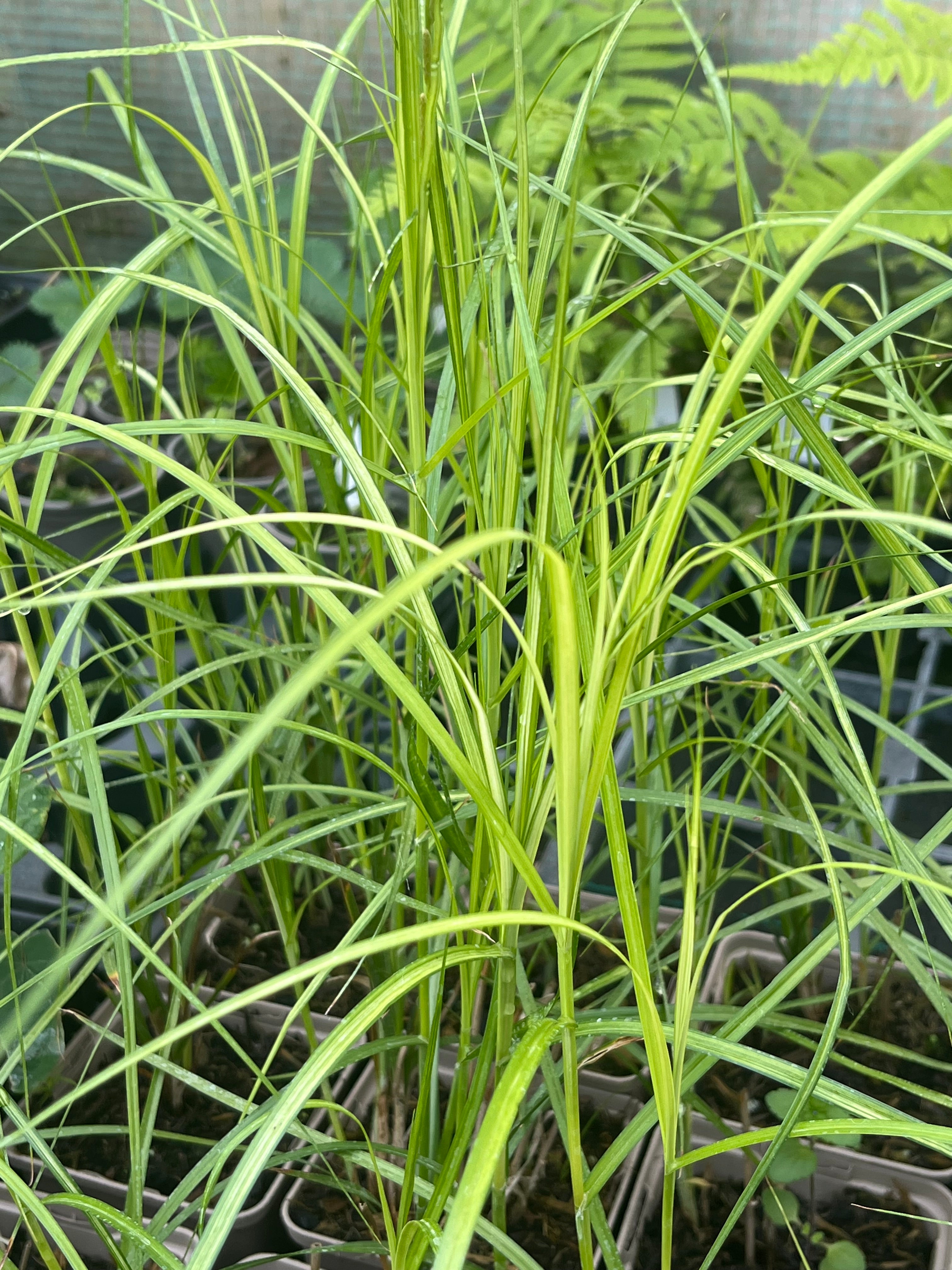 Carex muskingumensis ‘Oehme’