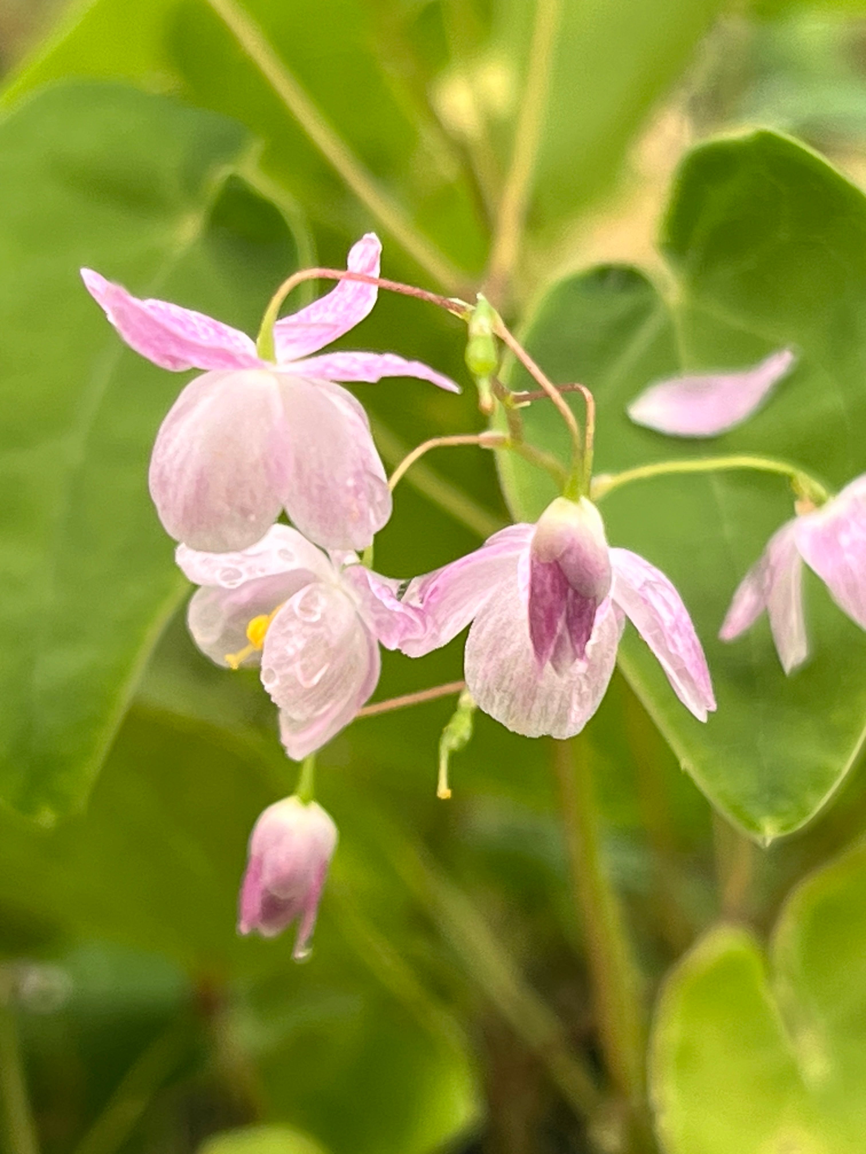 Epimedium ‘Harugasumi'