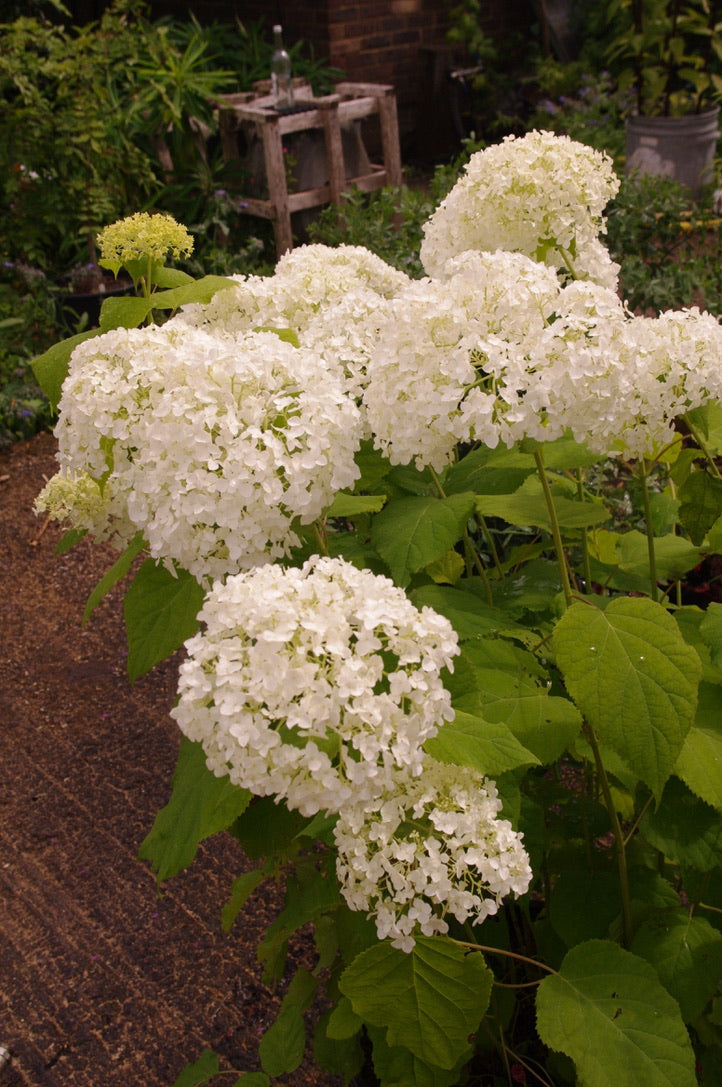 Hydrangea arborescens ‘Annabelle’ AGM