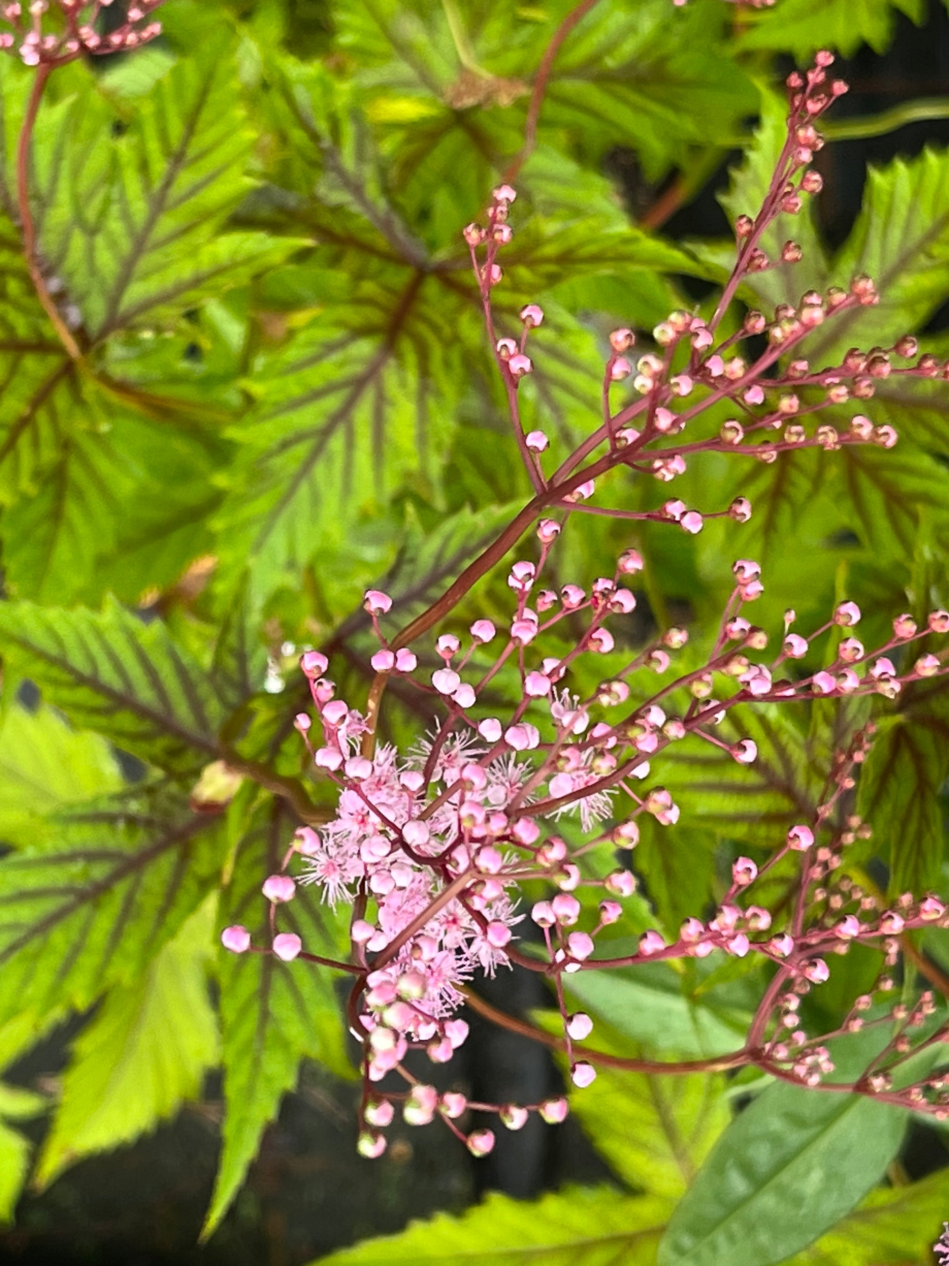 Filipendula multijuga 'Hjördis' ('Red Umbrellas')