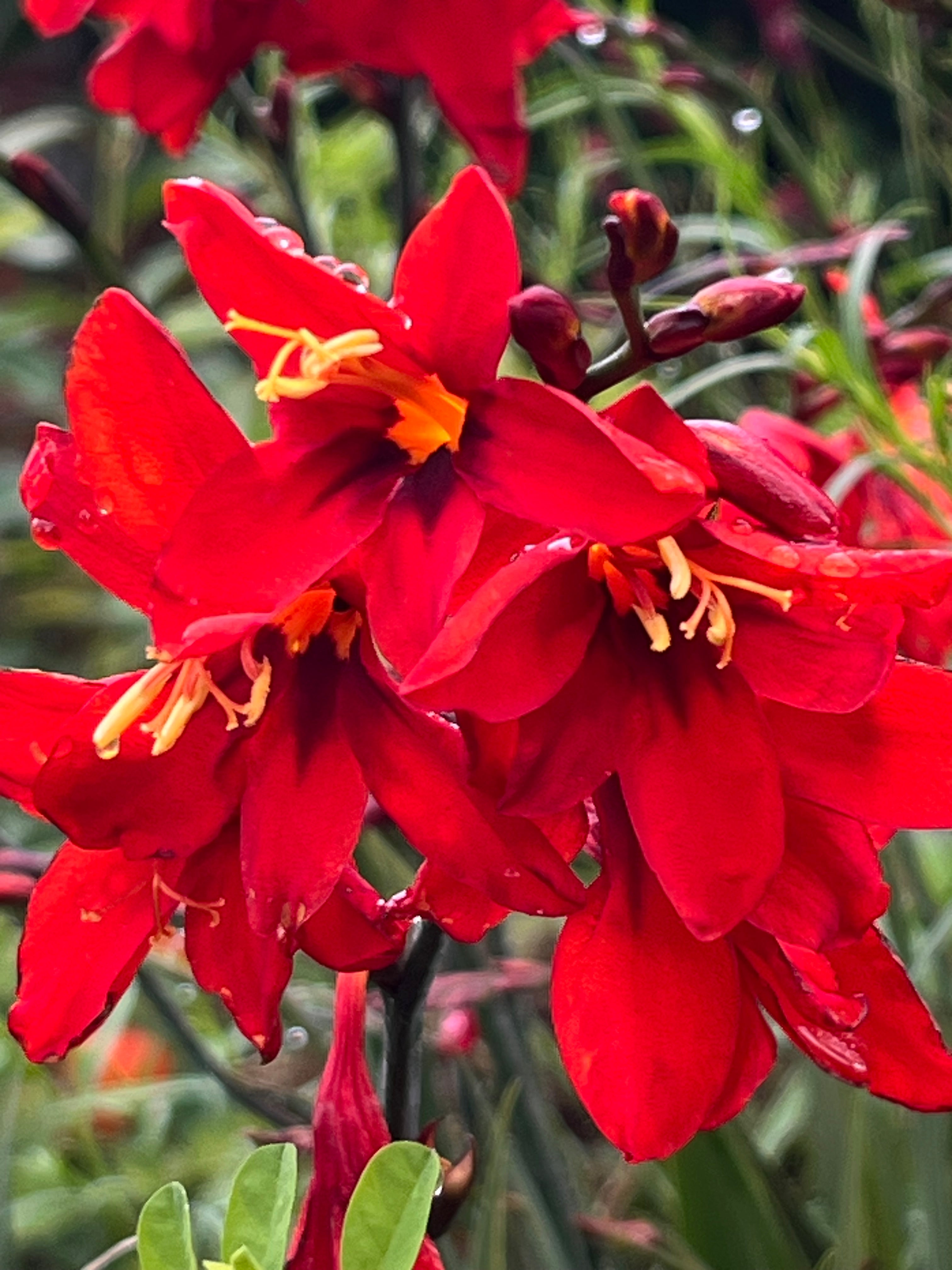 Crocosmia ‘Twilight Fairy Crimson'