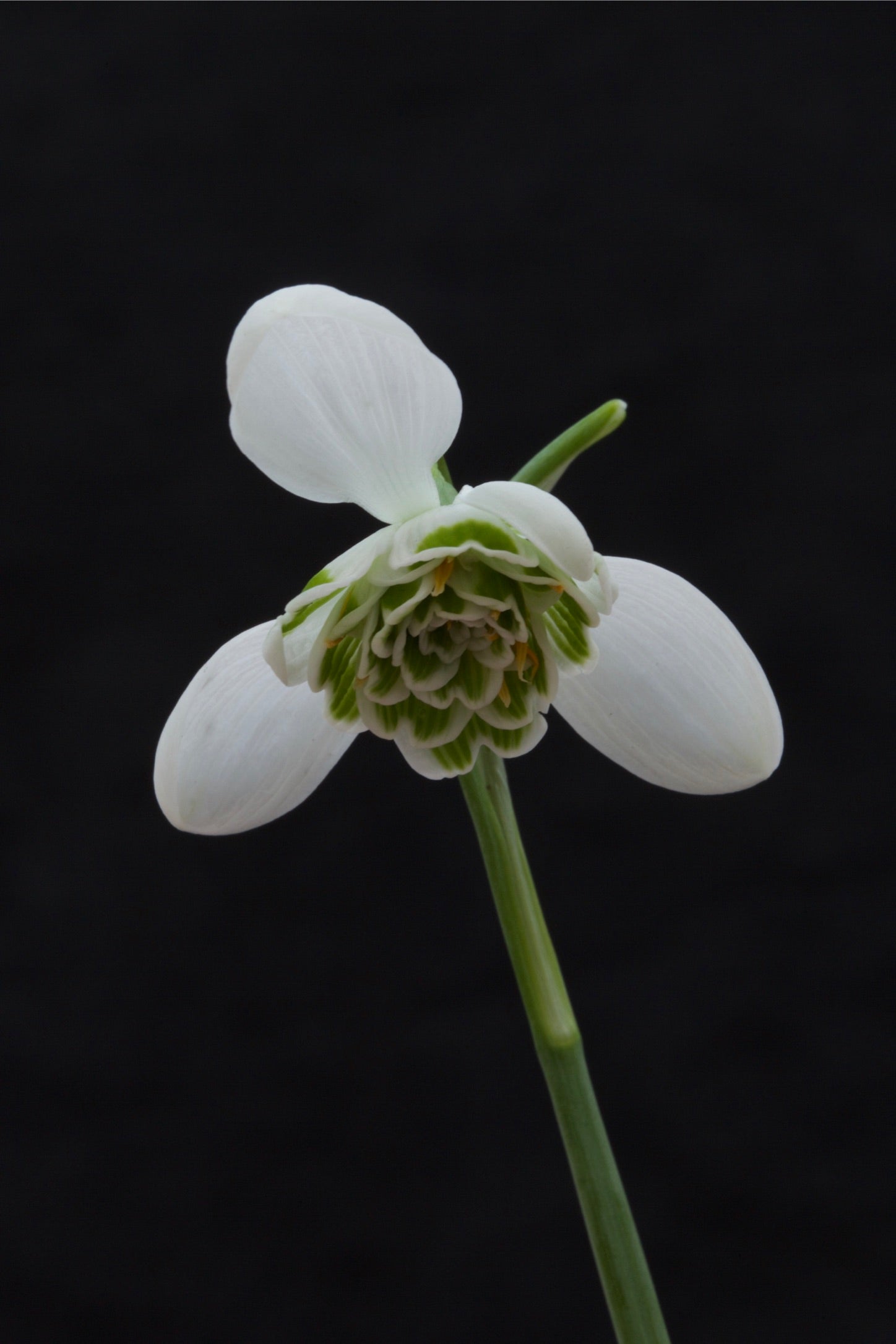 Galanthus ‘Hyppolyta’