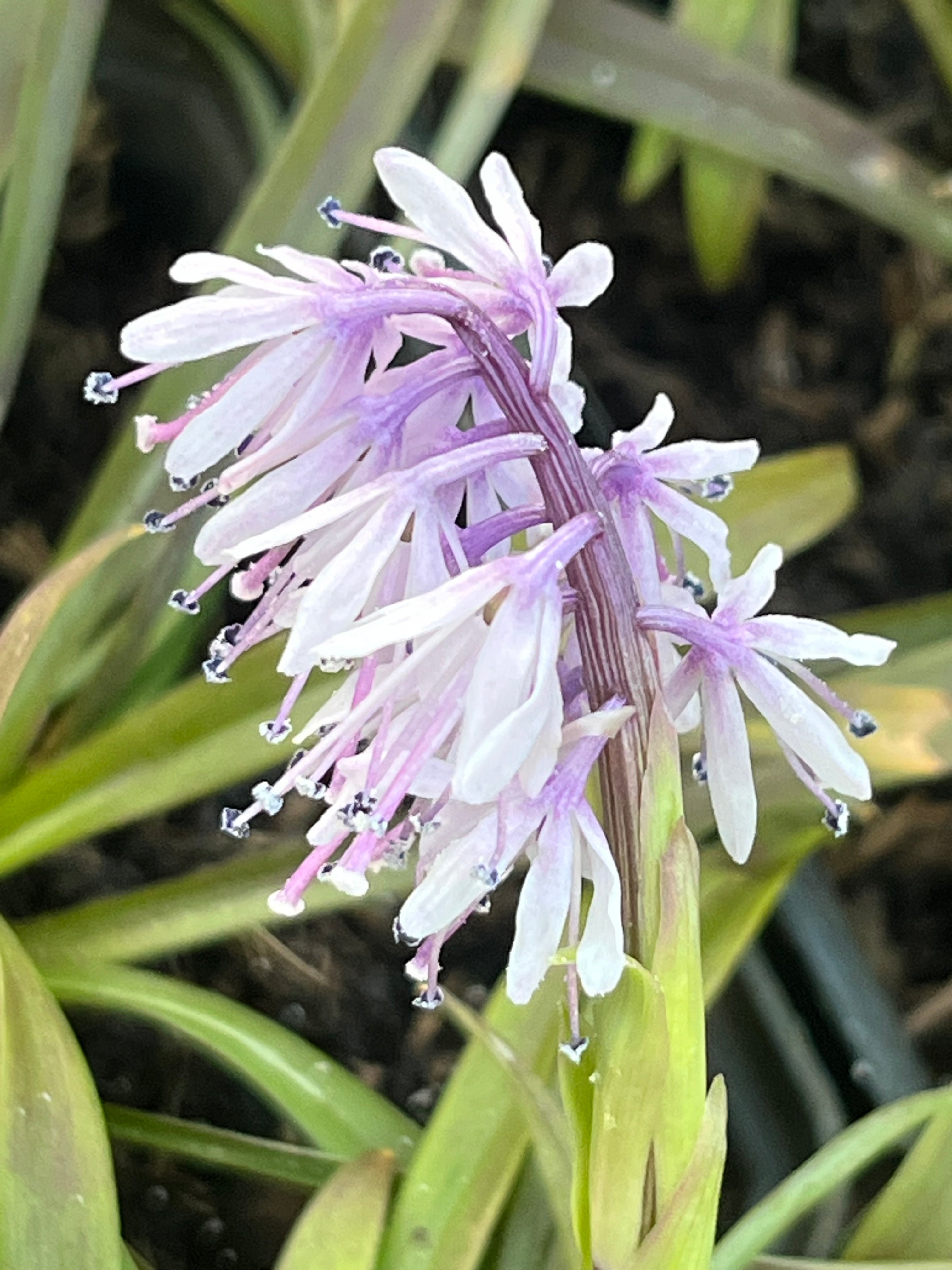 Ypsilandra kansuensis