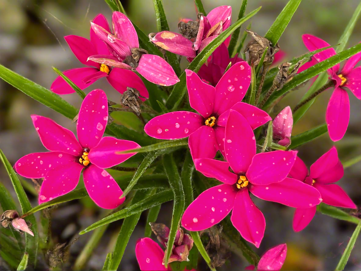 x Rhodoxis 'Mrs Betsy'