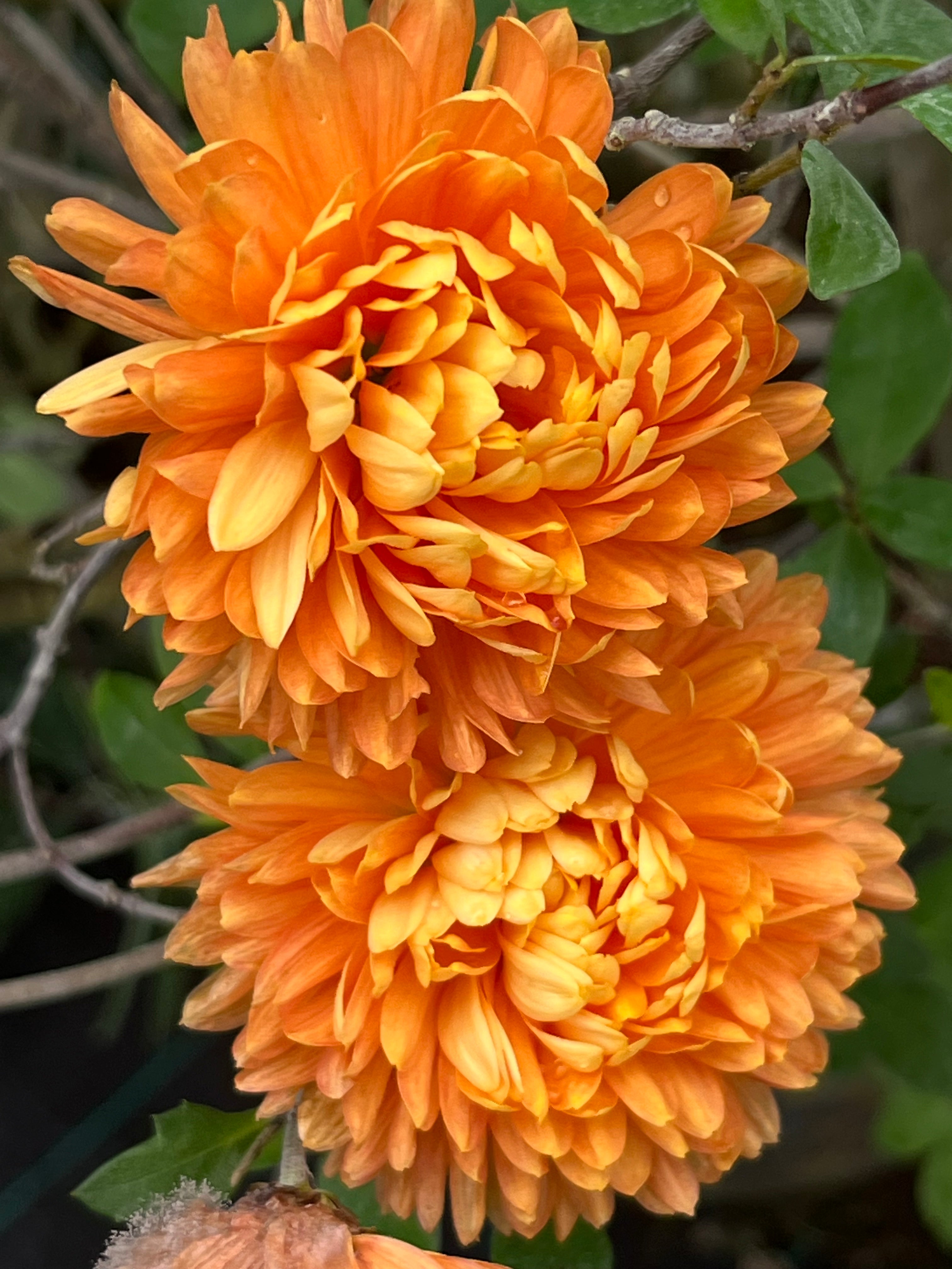 Chrysanthemum 'Dixter Orange'