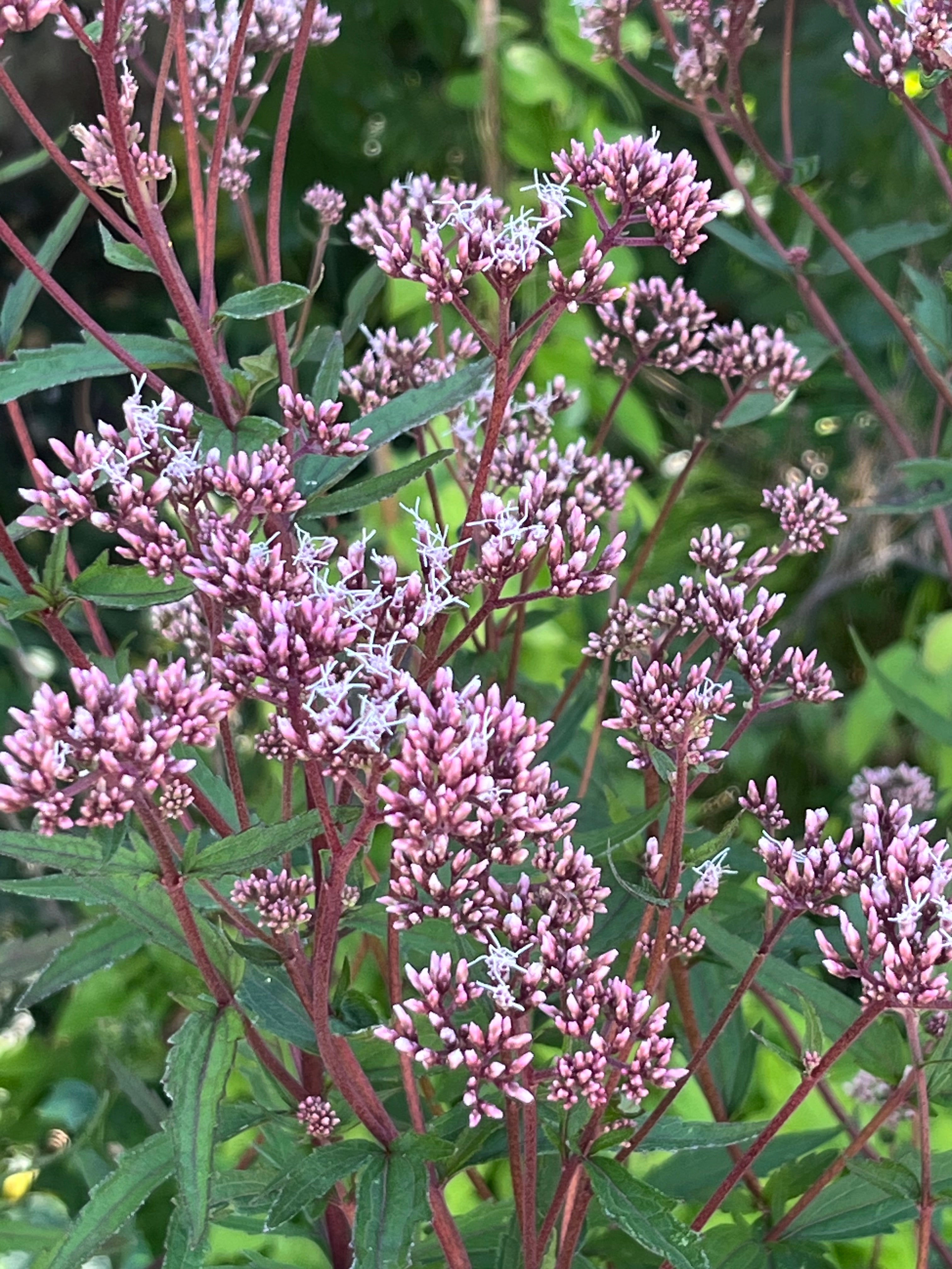 Eupatorium lindleyanum var. trisectifolium