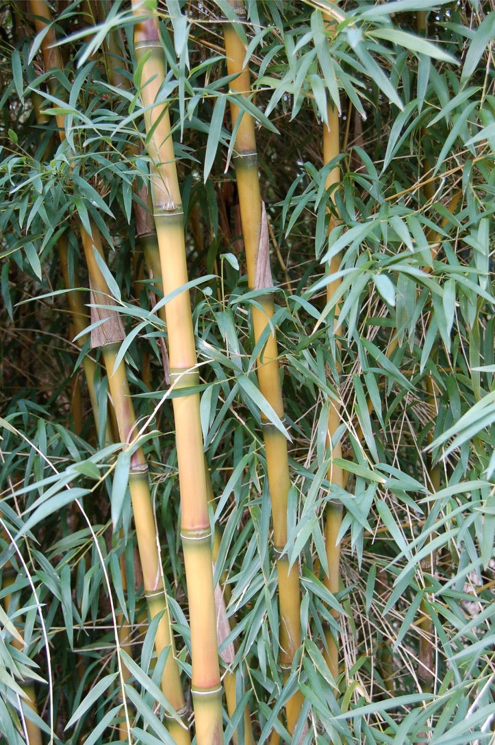 Chusquea gigantea AGM
