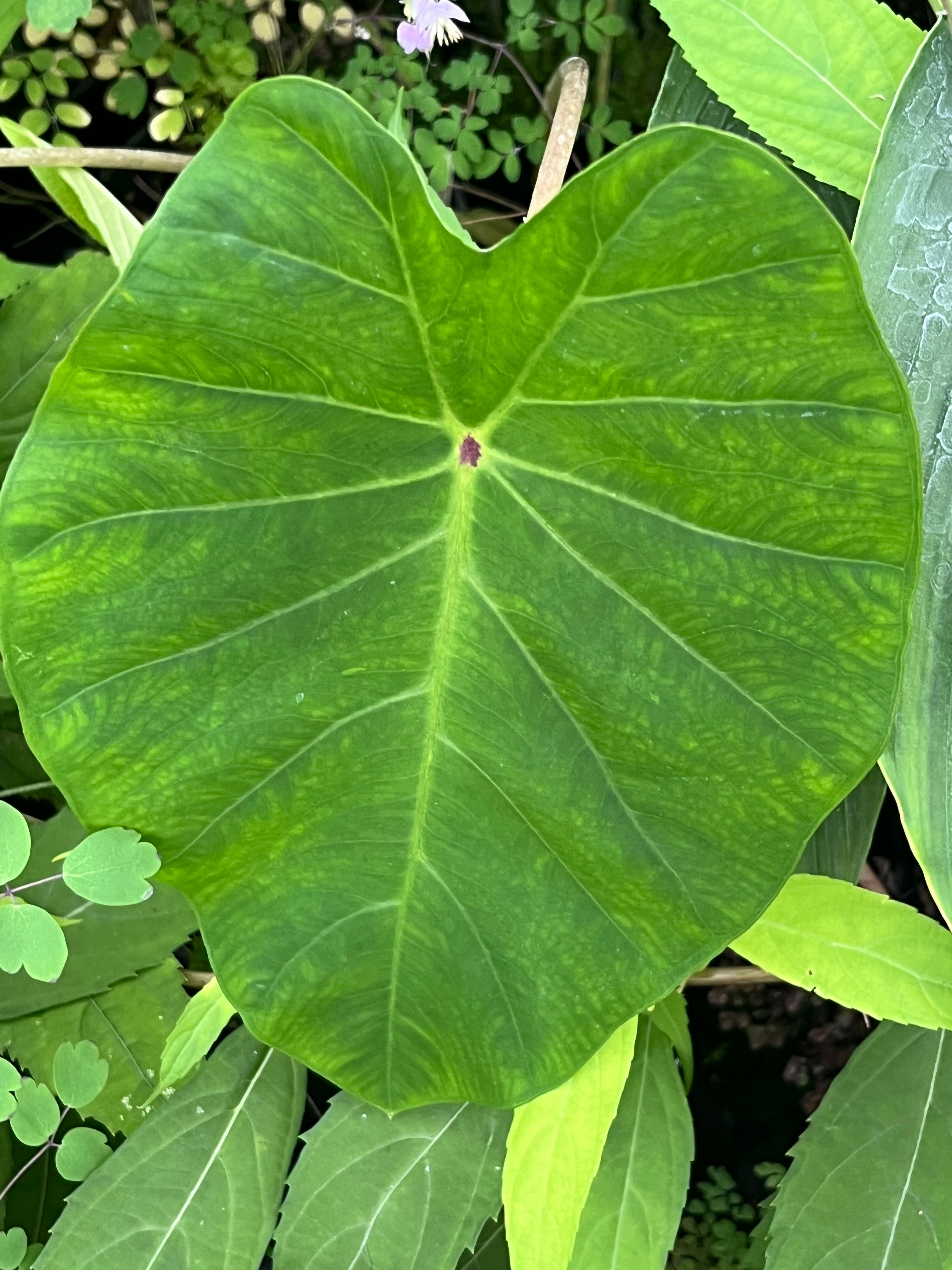 Colocasia esculenta 'Pink China'