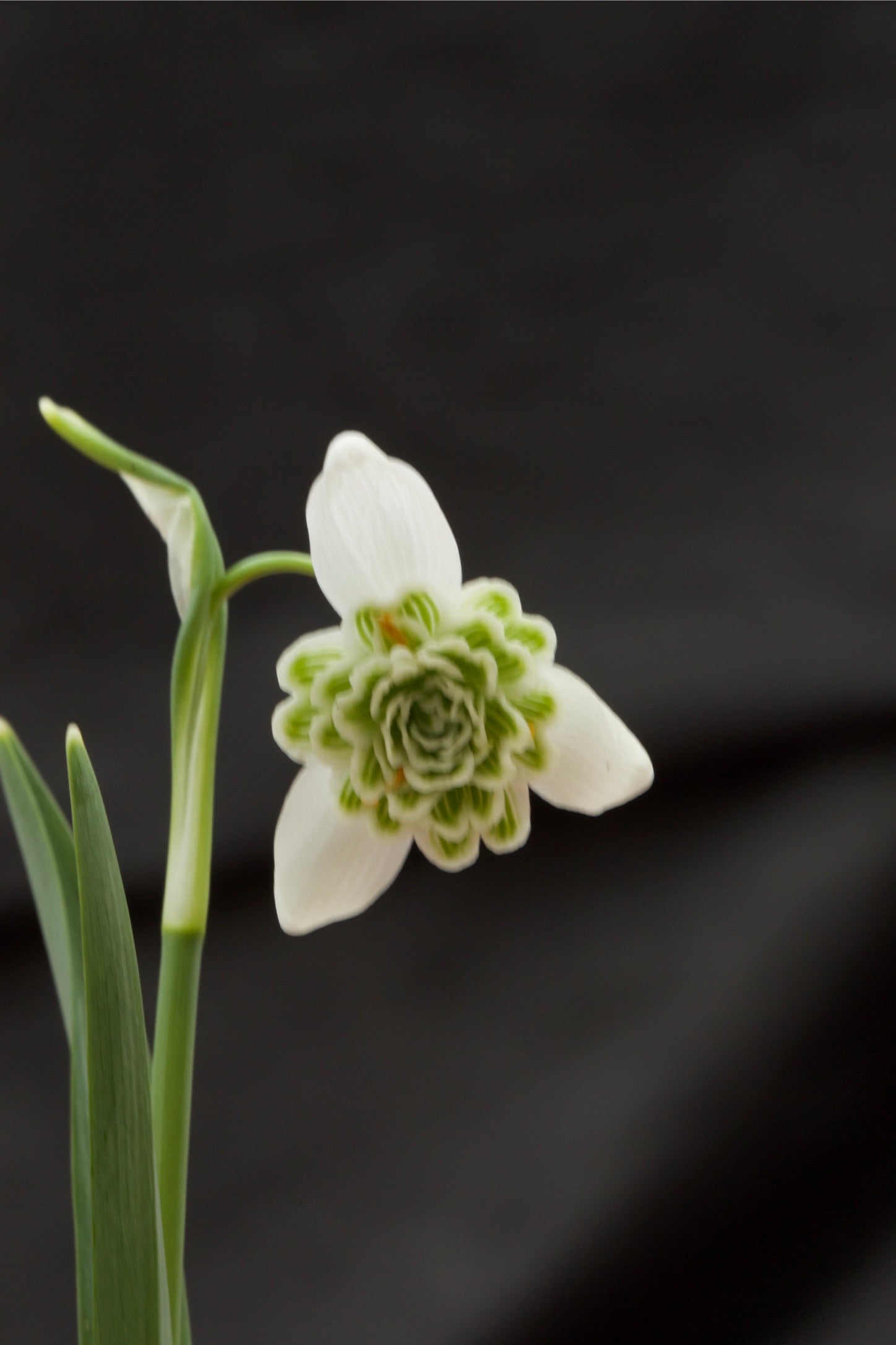 Galanthus nivalis ‘Bagpuize Virginia’