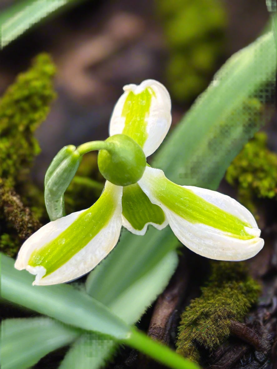 Galanthus ‘Tring'
