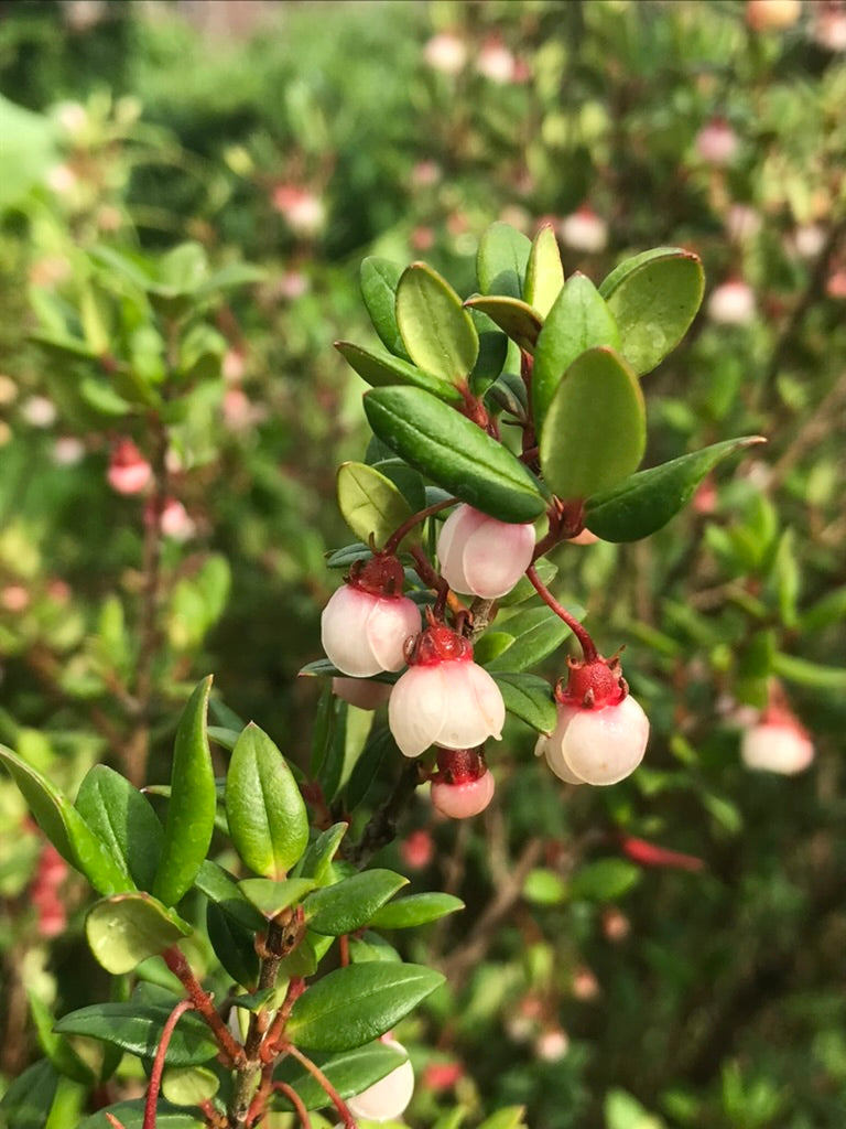 Ugni molinae 'Villarica Strawberry' PAB 1347