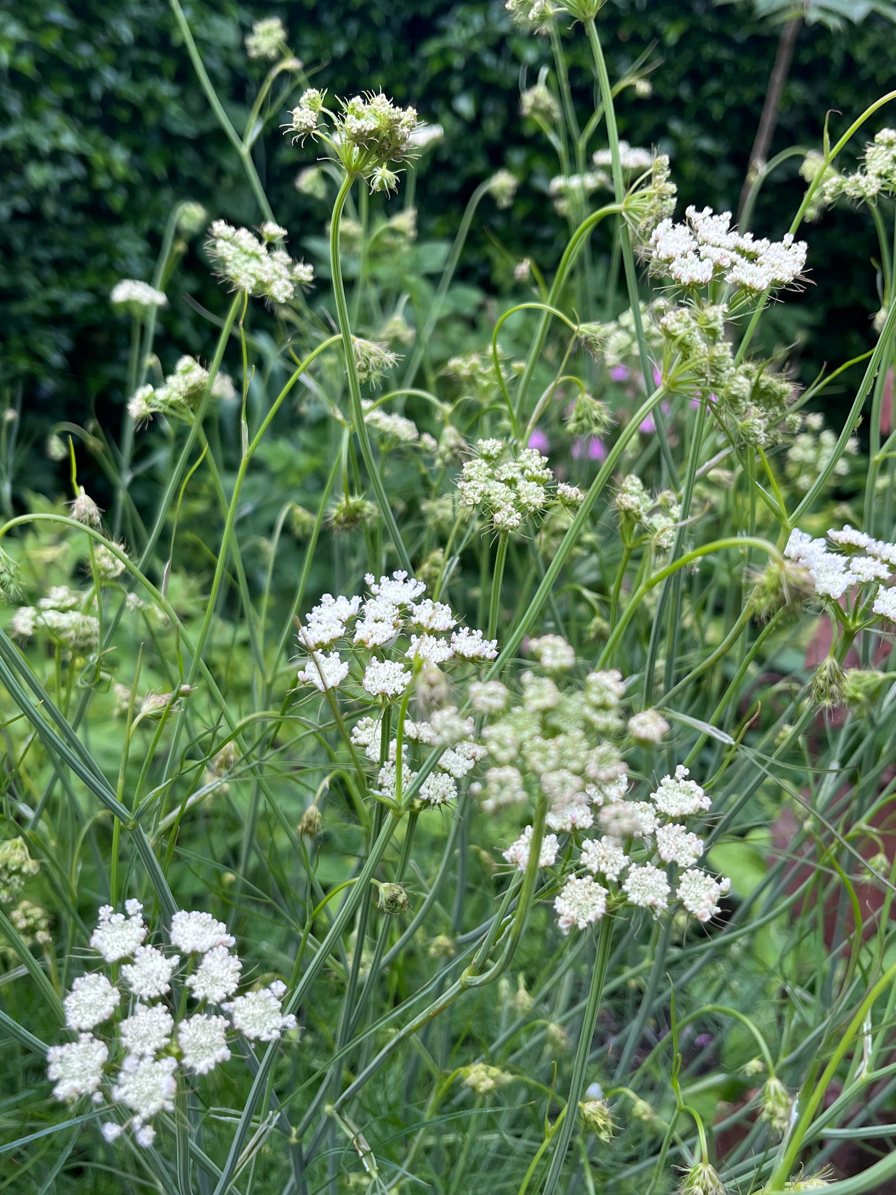 Oenanthe pimpinelloides