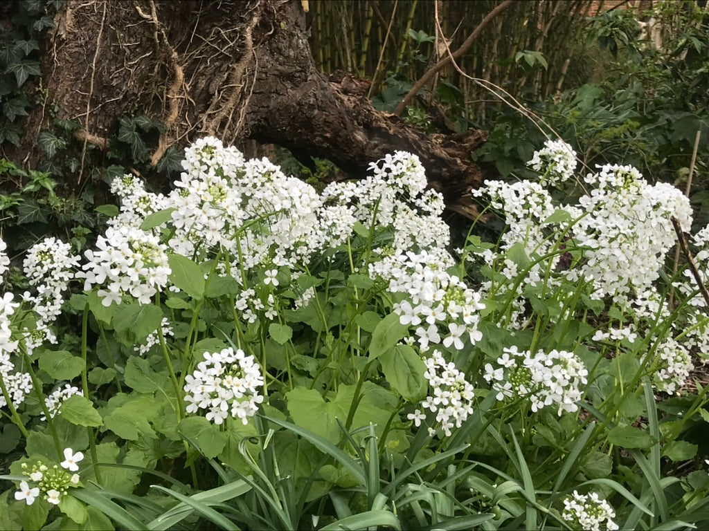 Pachyphragma macrophyllum