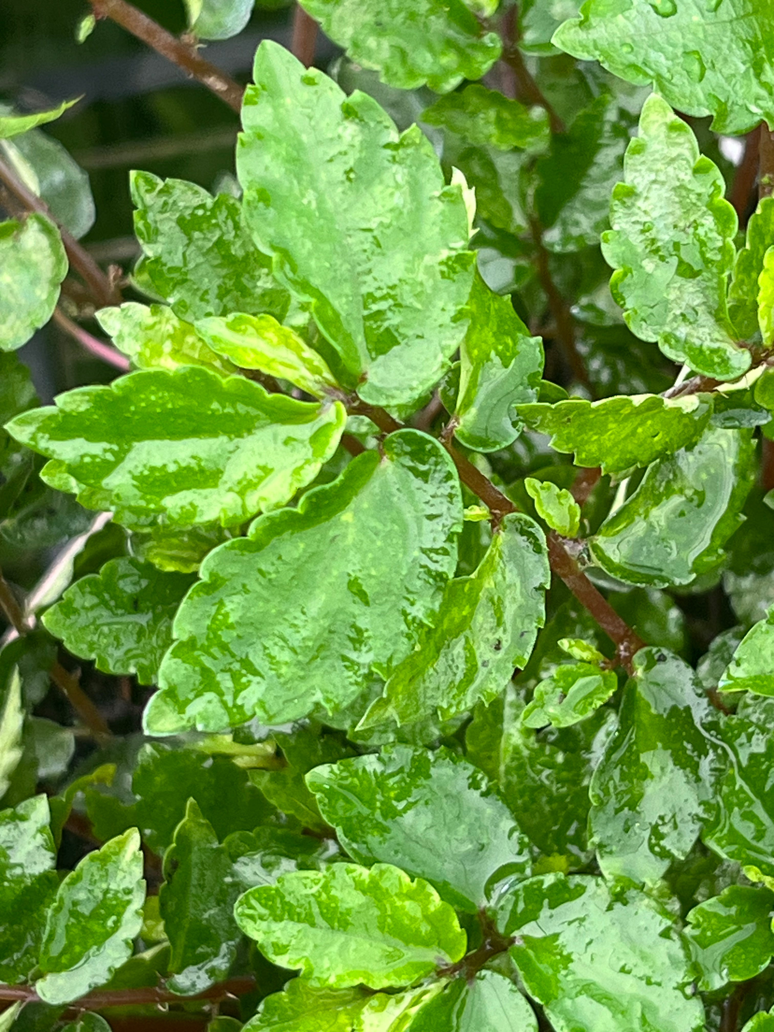 Elatostema radicans var. minimum