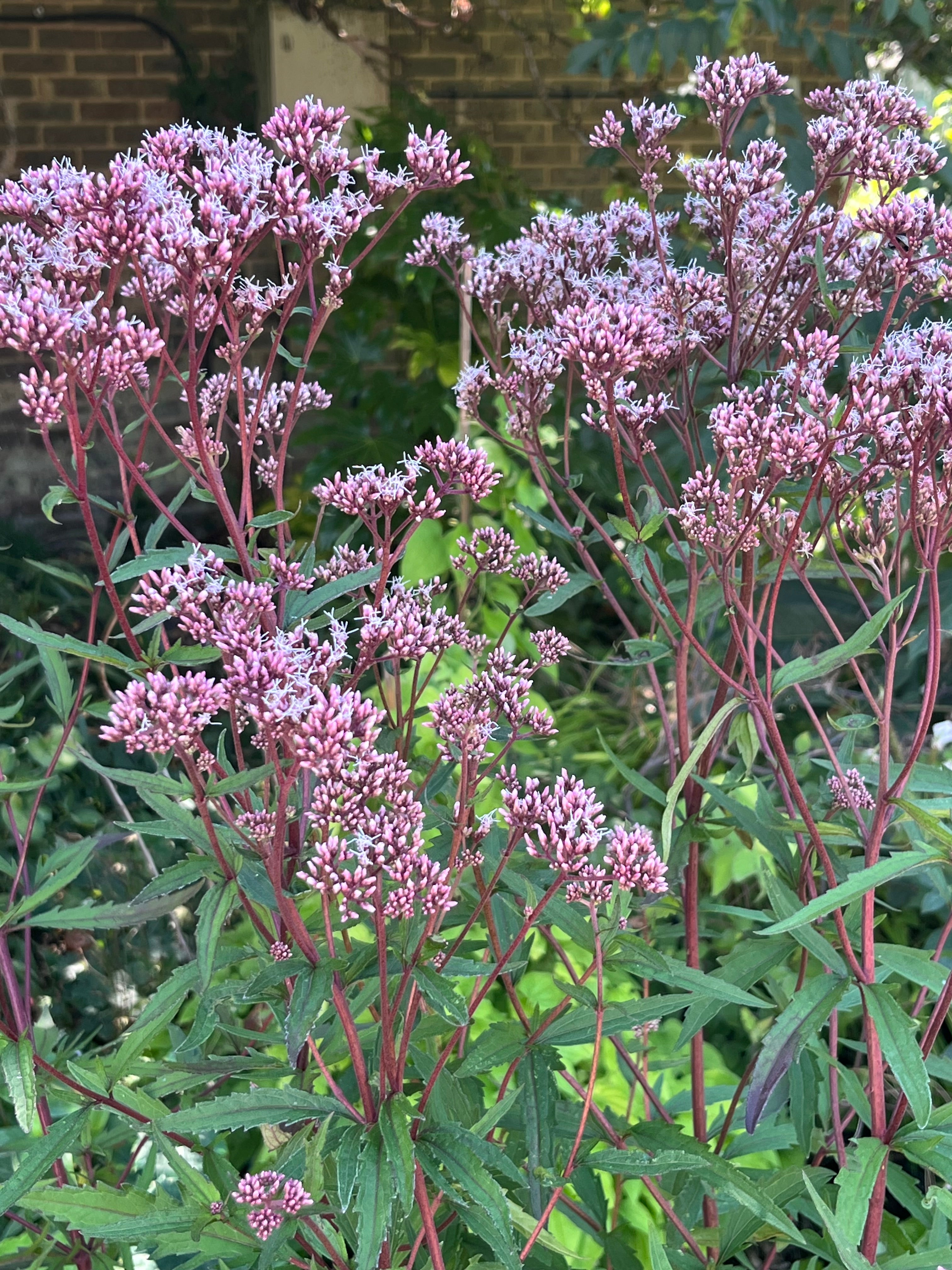 Eupatorium lindleyanum var. trisectifolium