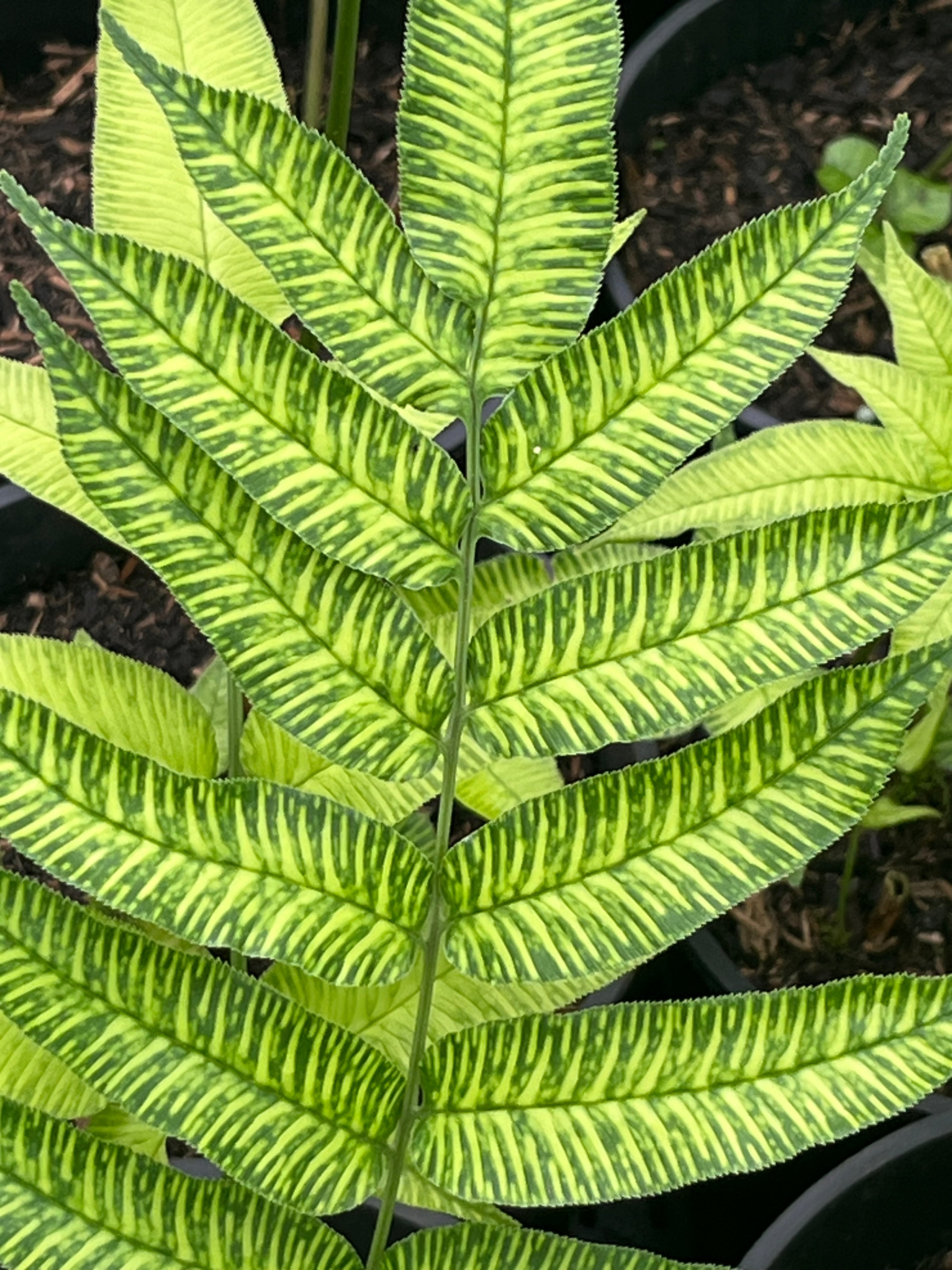 Coniogramme serrulata