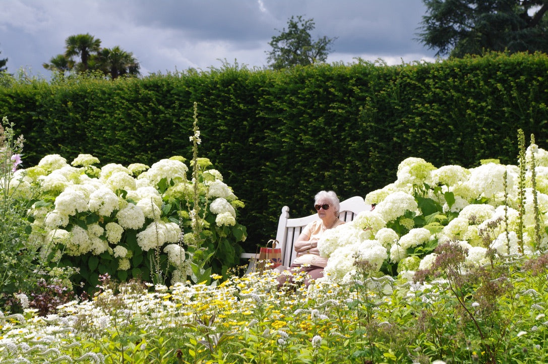 Hydrangea arborescens ‘Annabelle’ AGM