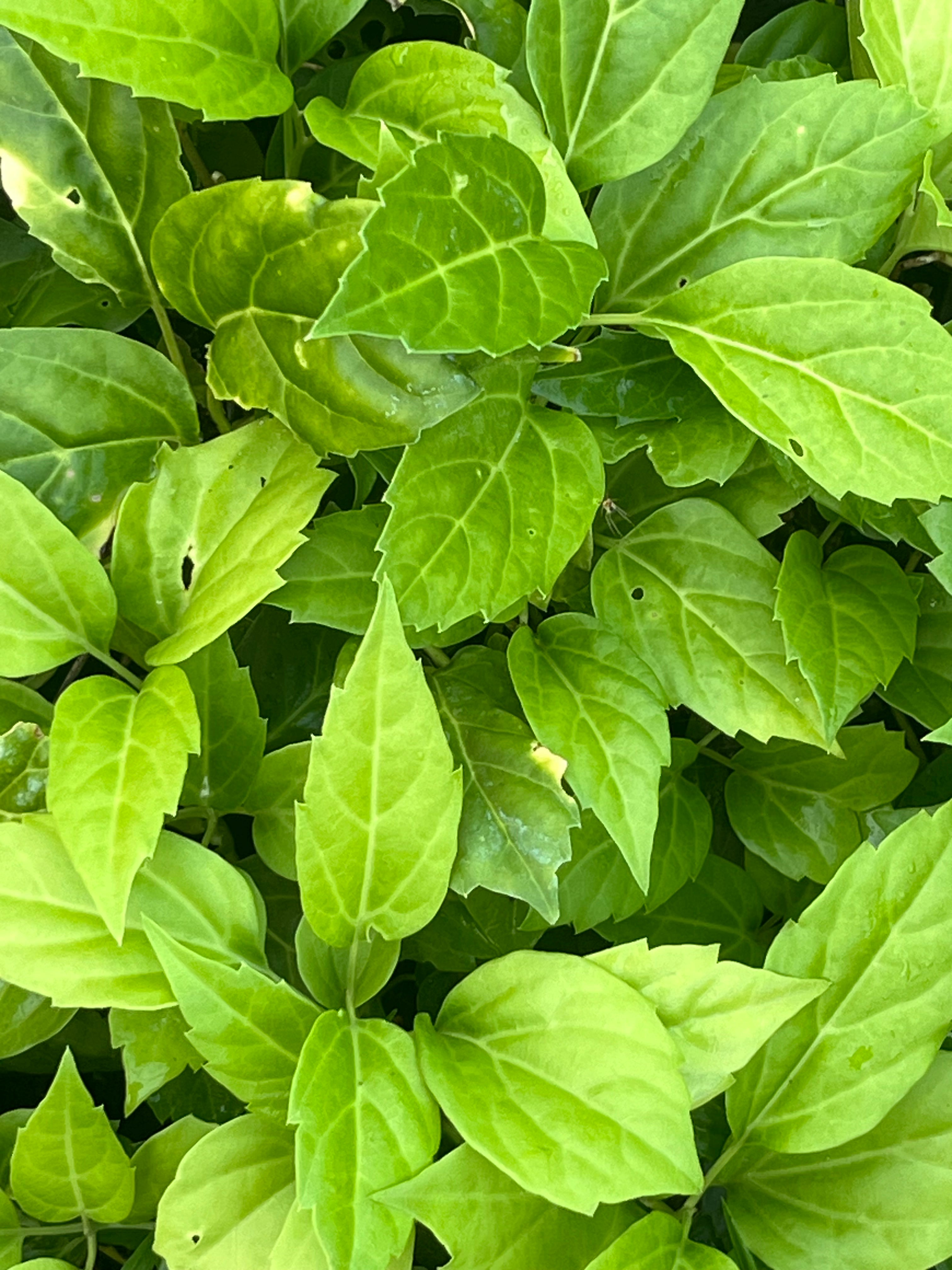 Pachysandra axillaris 'Crug's Cover' BWJ8032