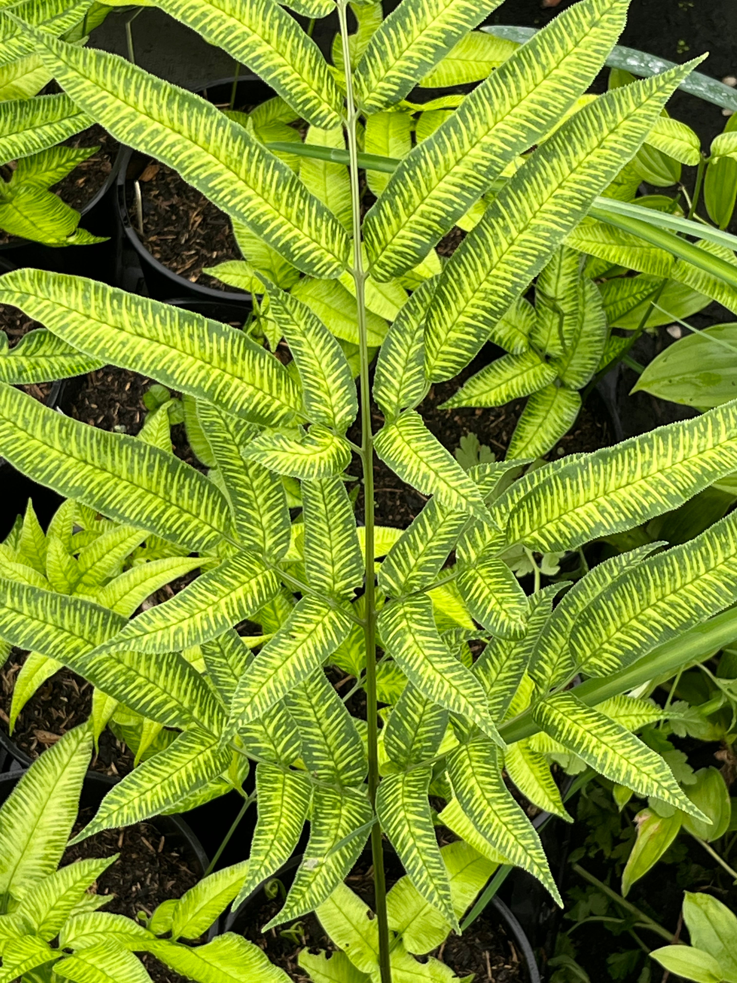 Coniogramme serrulata