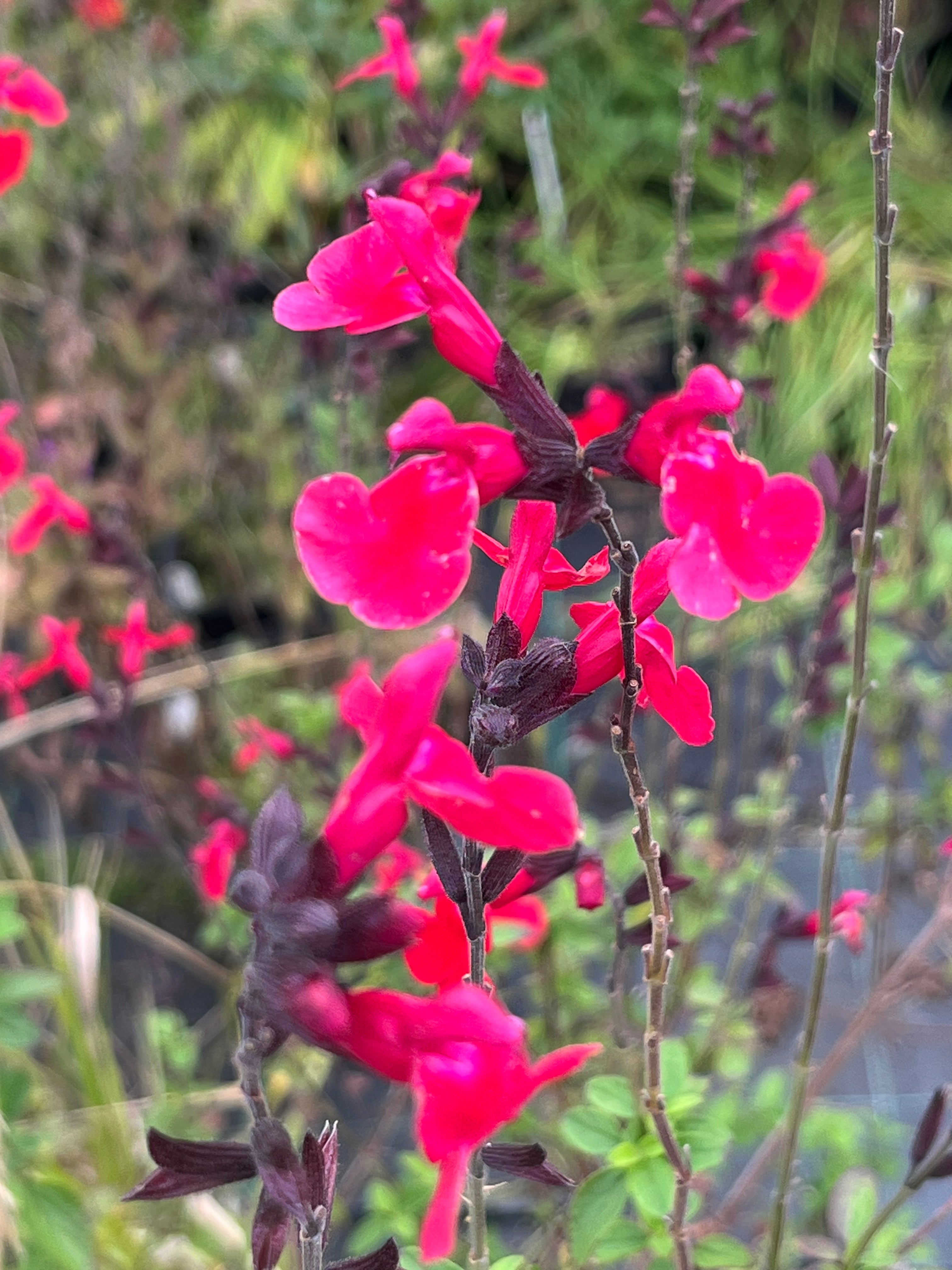 Salvia x 'Jezabel' AGM