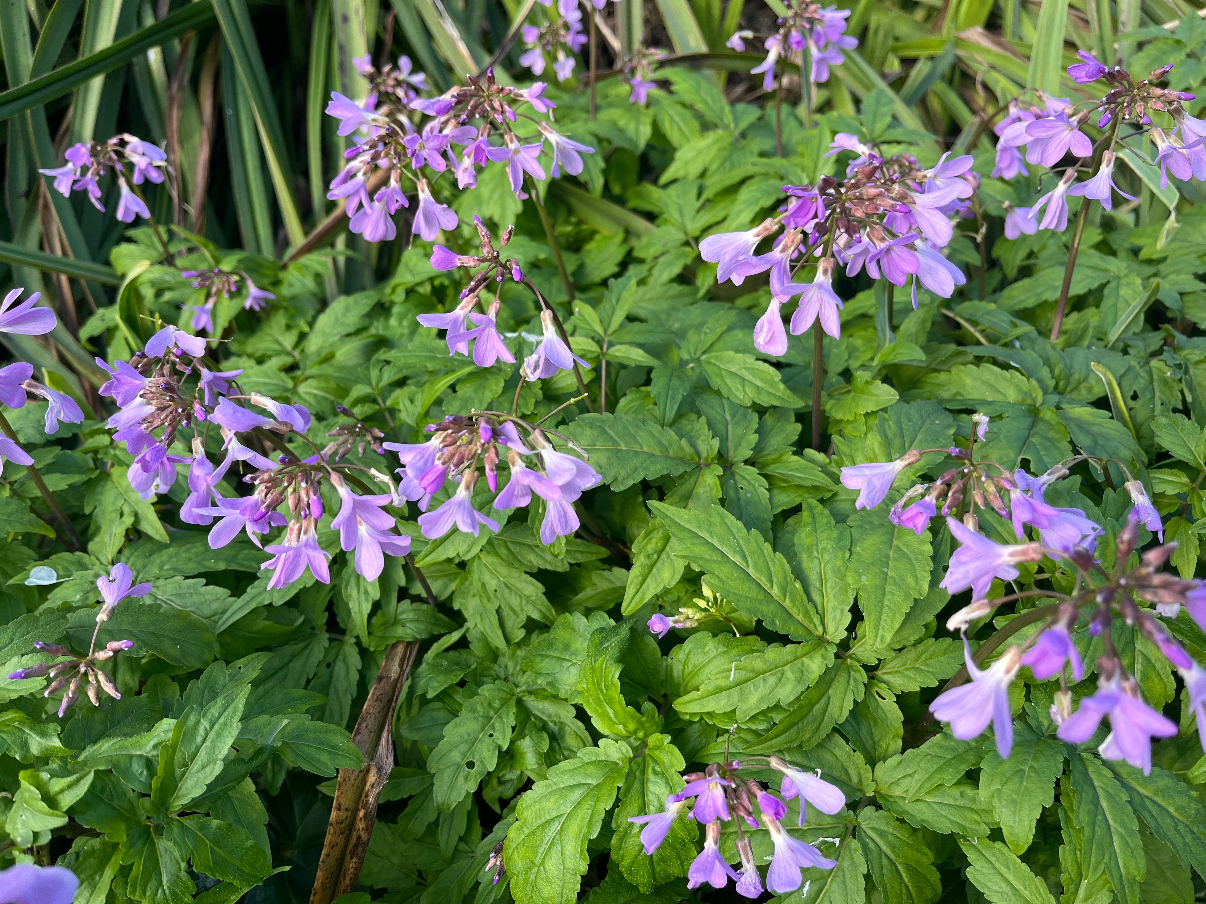 Cardamine quinquefolia